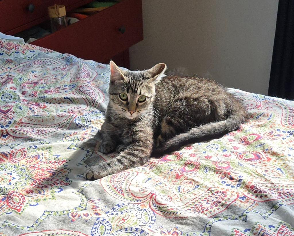 Enlarge Jammie, a Adoptable mixed breed in Bloomington, IN image 3/6