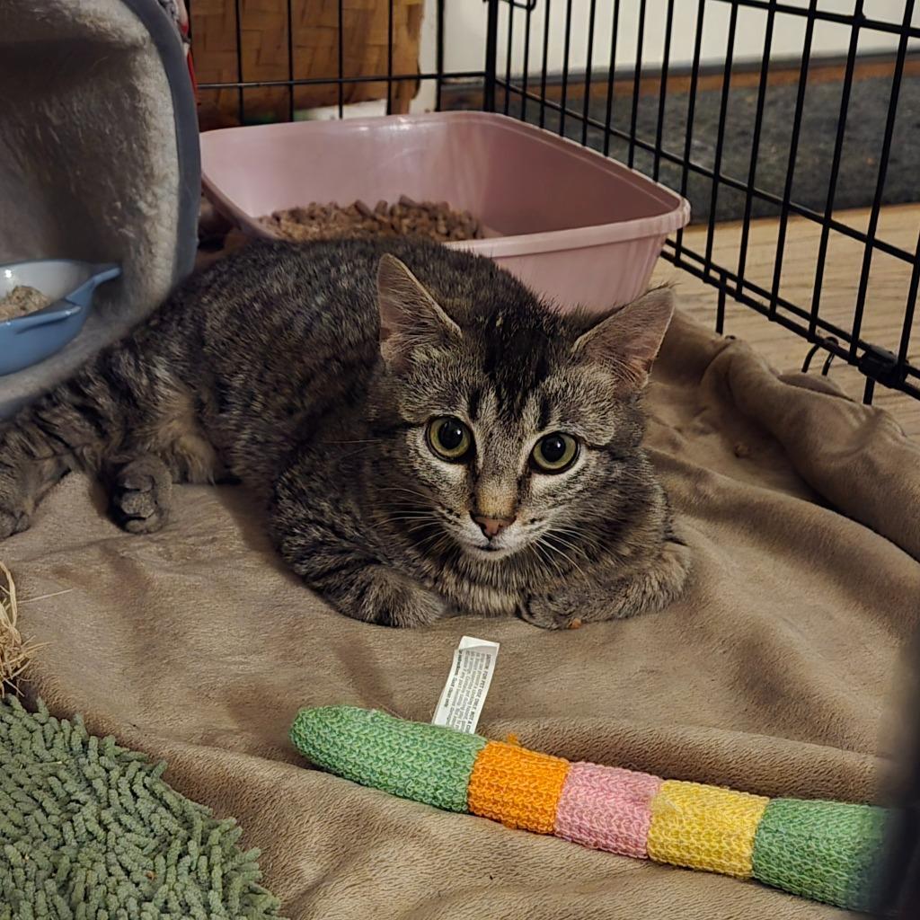 Enlarge Jammie, a Adoptable mixed breed in Bloomington, IN image 5/6