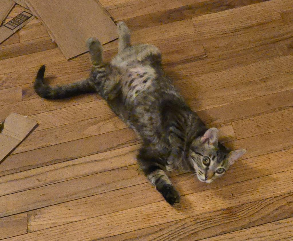 Enlarge Jammie, a Adoptable mixed breed in Bloomington, IN image 6/6