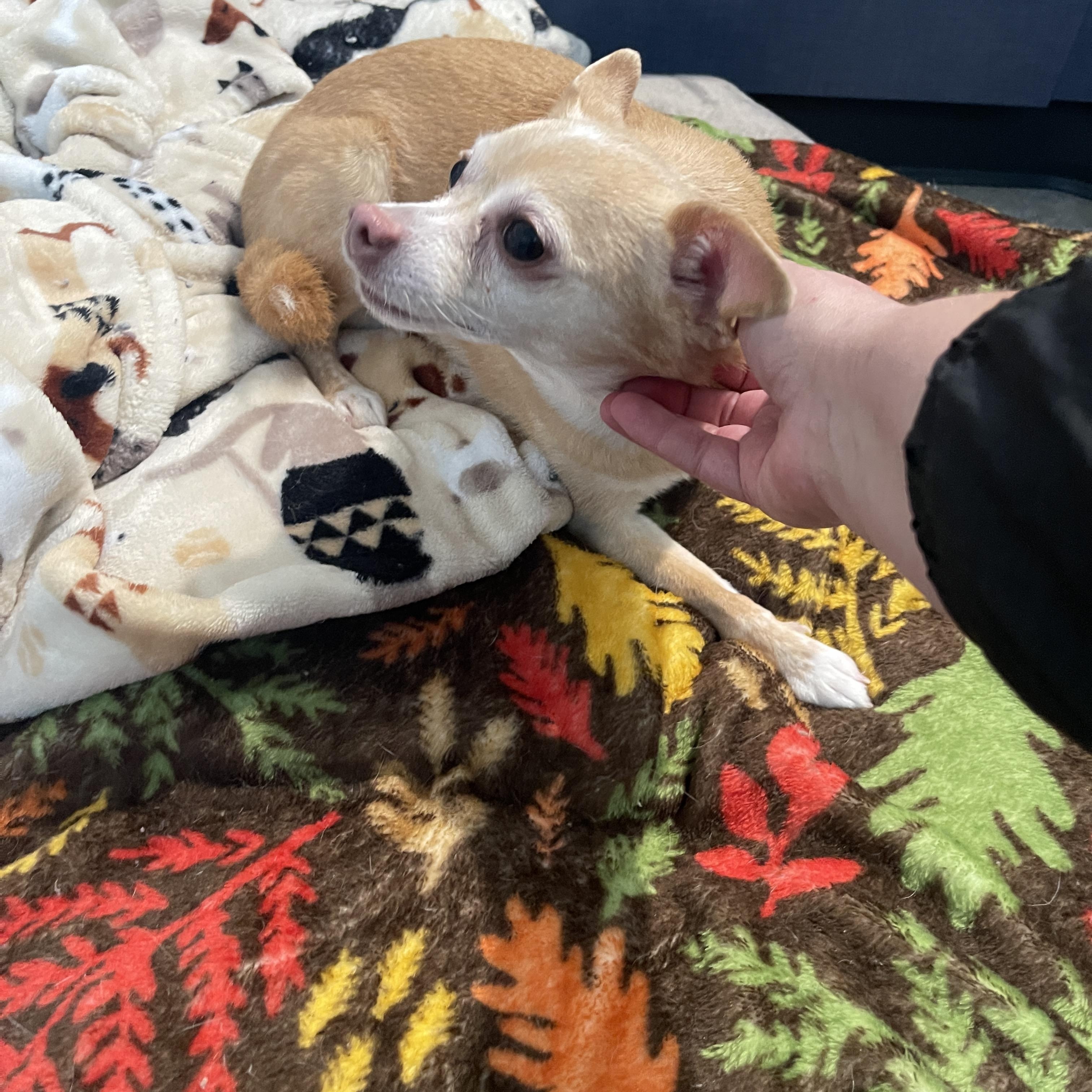 Bambi 1117, an adoptable Chihuahua in West Bloomfield, MI image 6/6