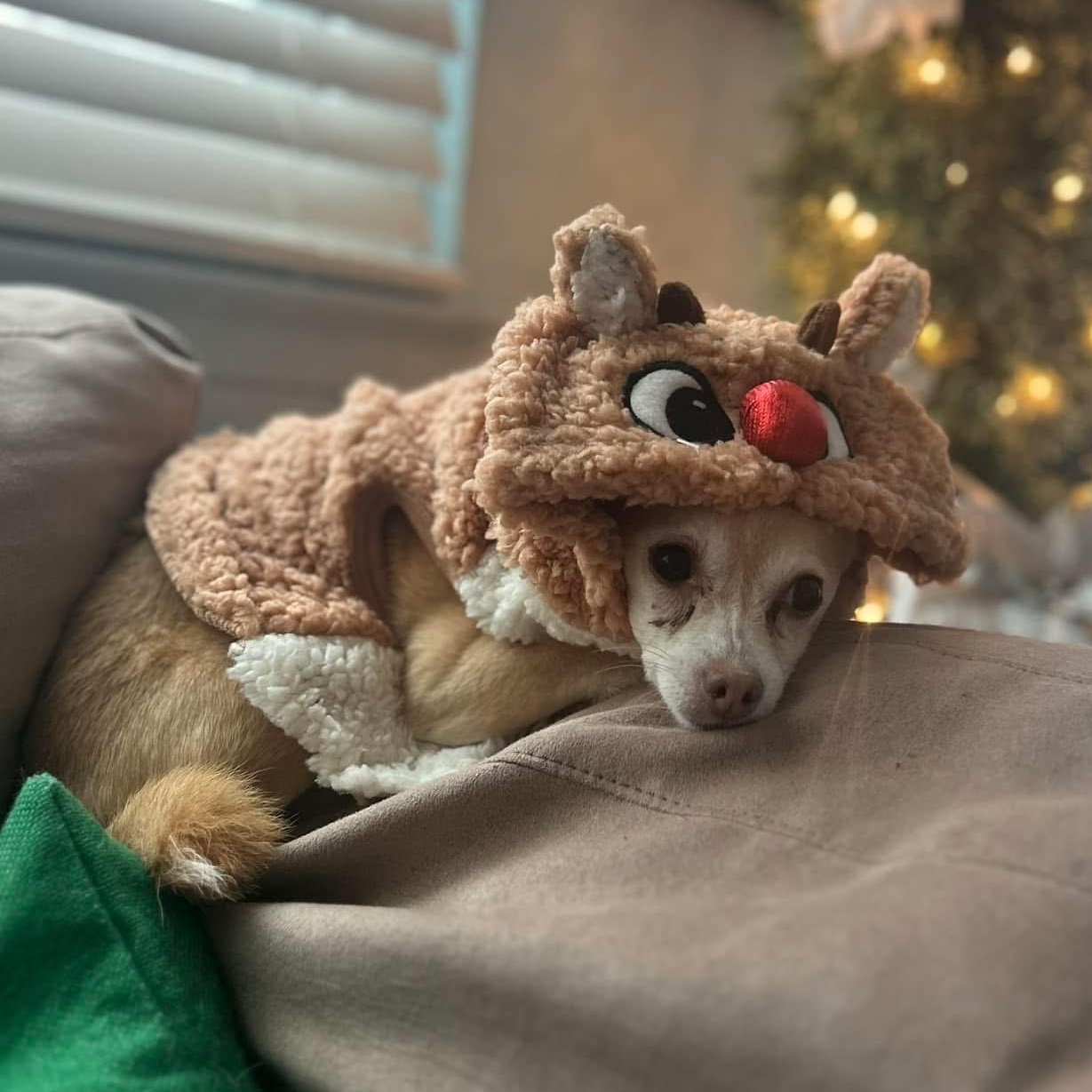 Bambi 1117, an adoptable Chihuahua in West Bloomfield, MI image 4/6