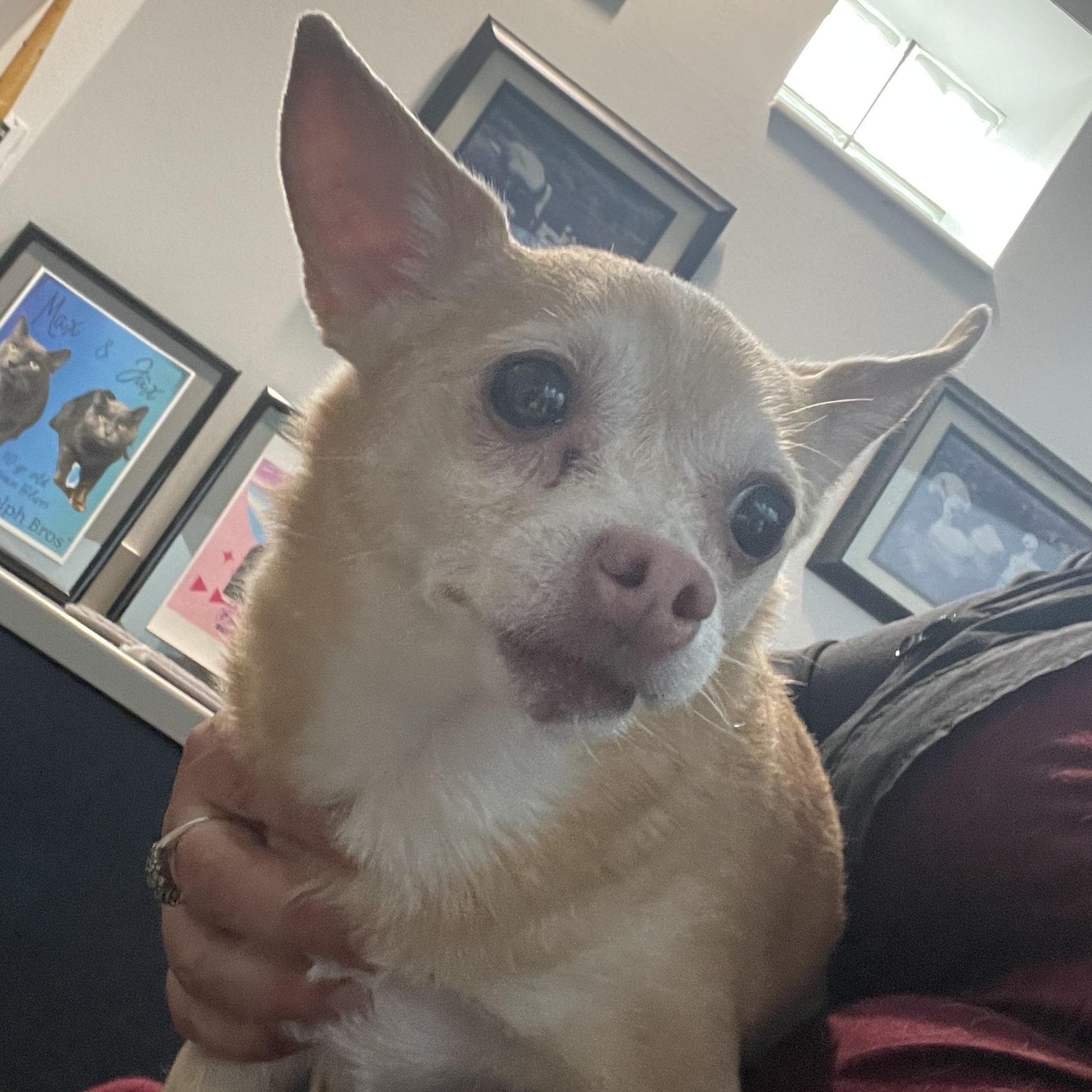Bambi 1117, adoptable, Adult Female Chihuahua.