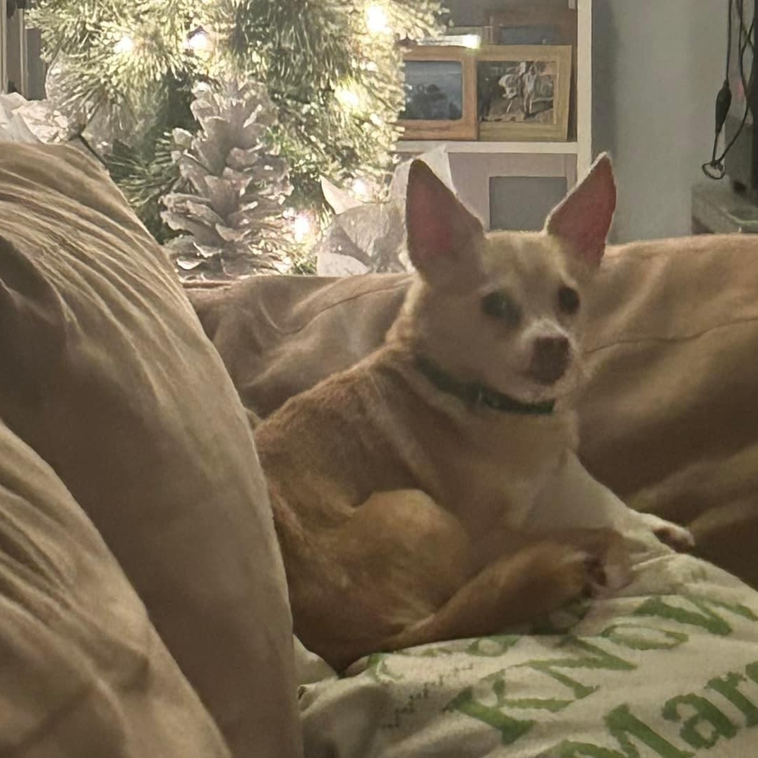 Bambi 1117, an adoptable Chihuahua in West Bloomfield, MI image 3/6