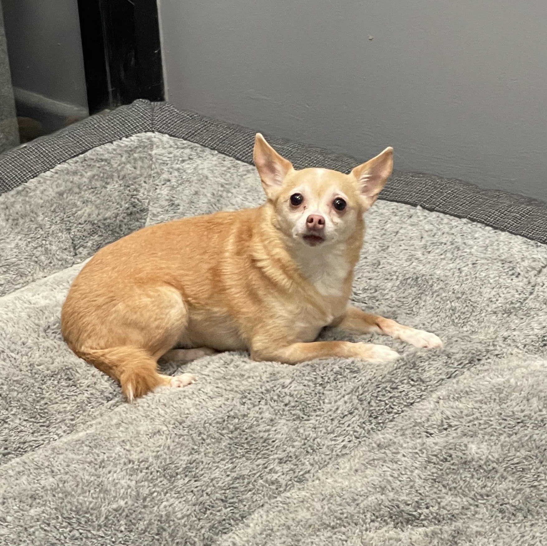 Bambi 1117, an adoptable Chihuahua in West Bloomfield, MI image 2/6