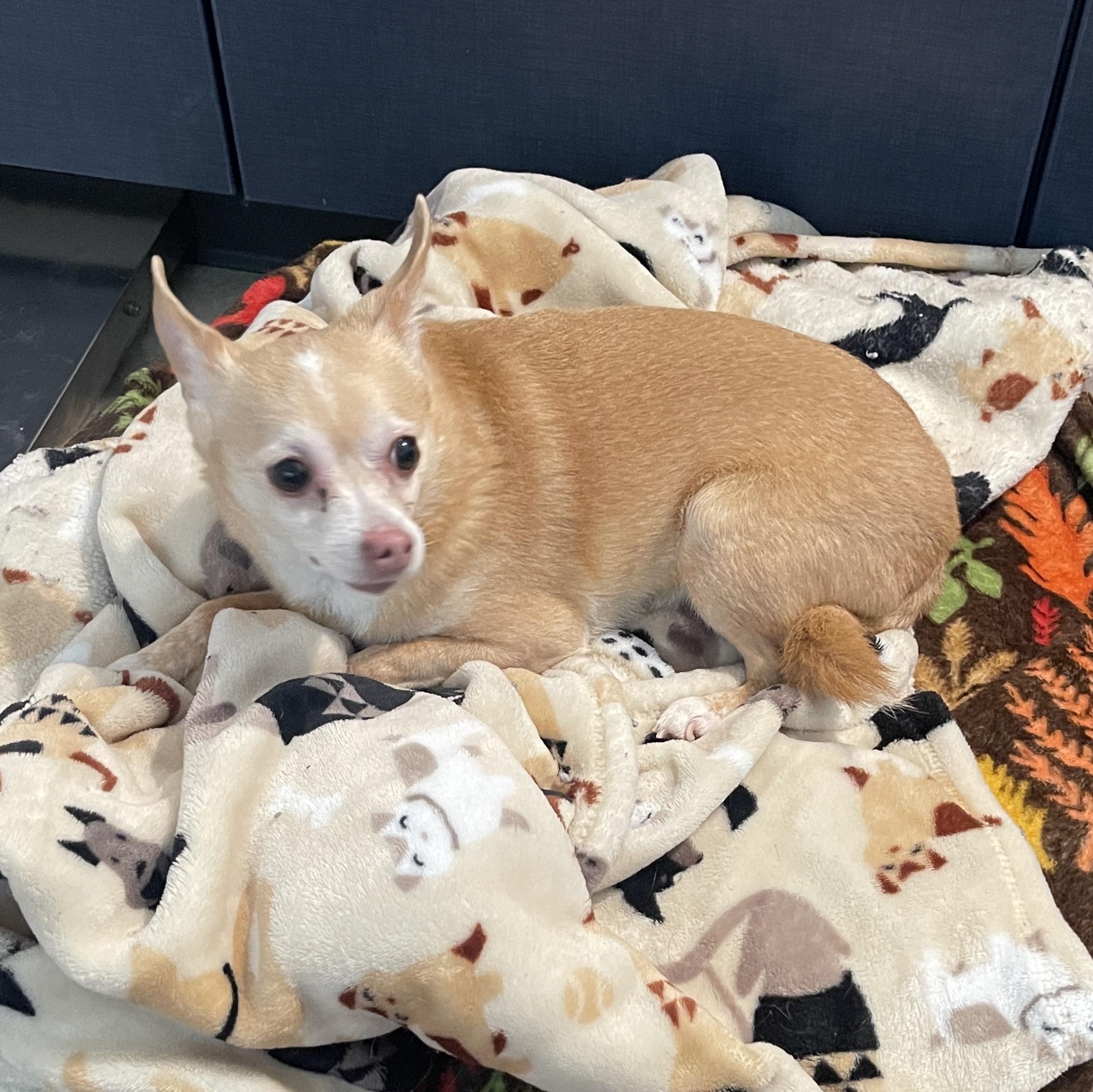 Bambi 1117, an adoptable Chihuahua in West Bloomfield, MI image 5/6