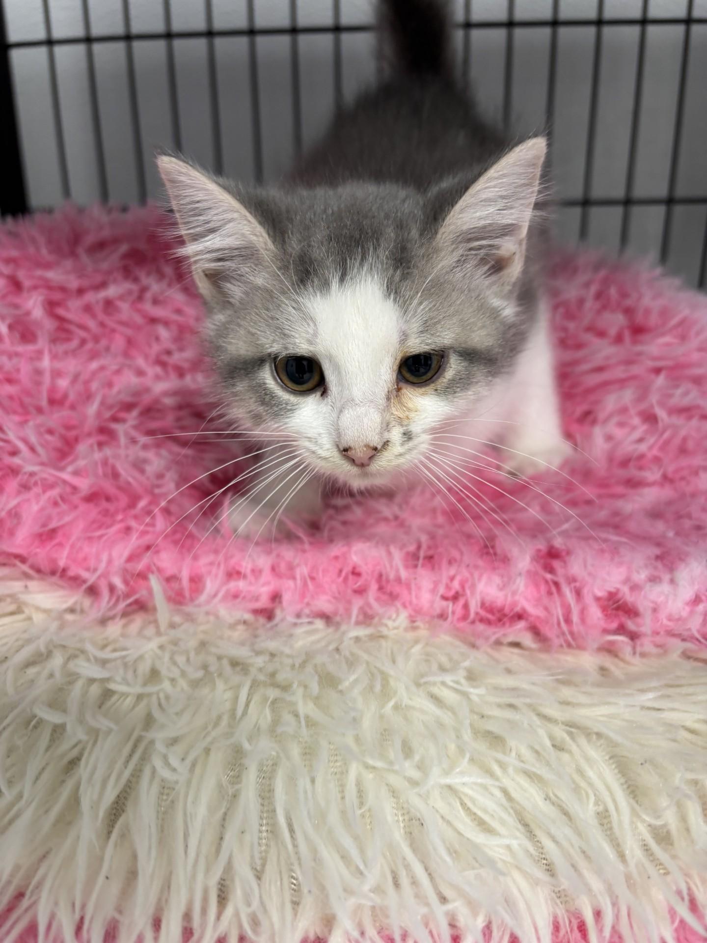 Enlarge Panda, a Adoptable mixed breed in Shepherdsville, KY image 3/3