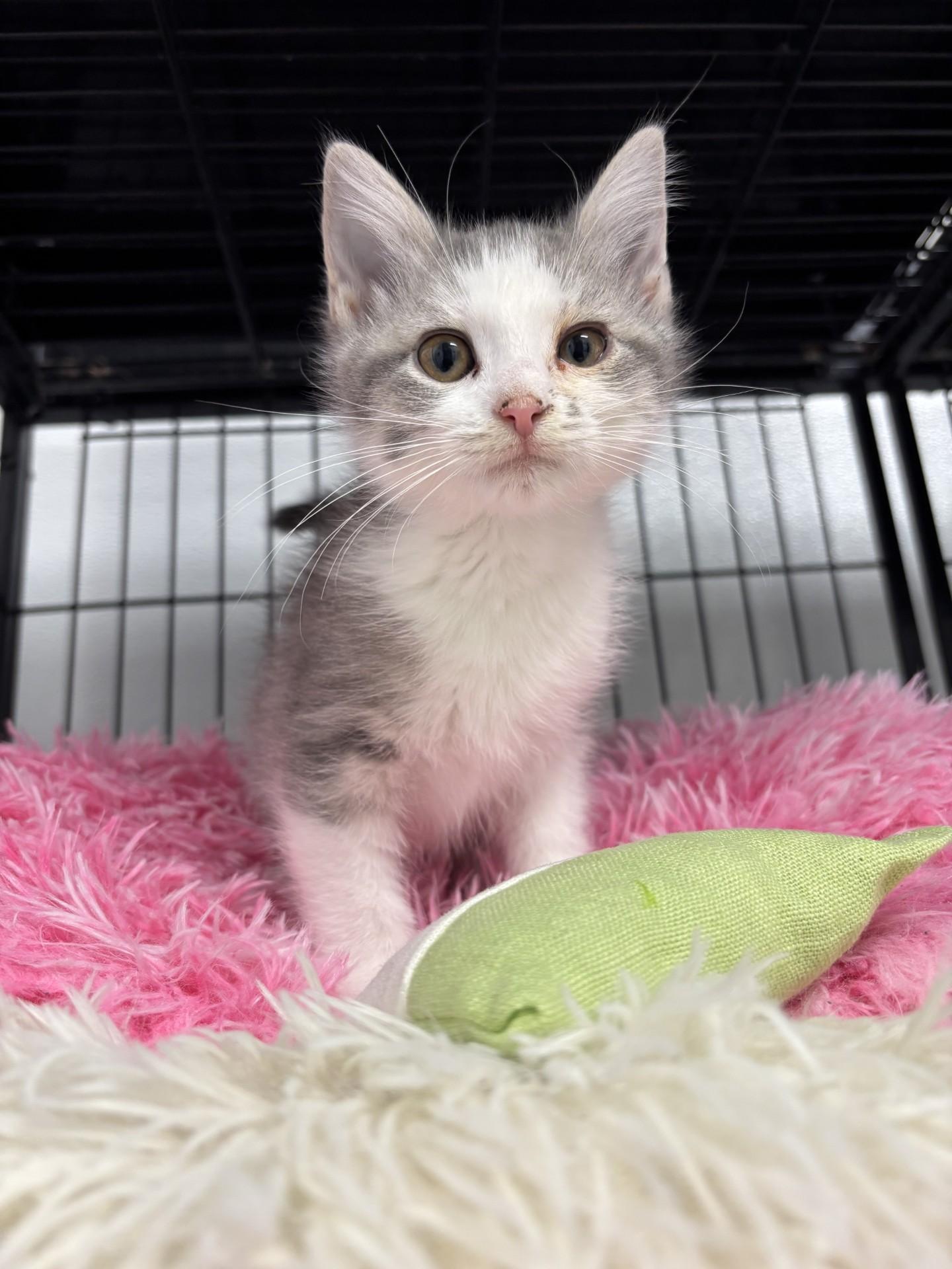 Enlarge Panda, a Adoptable mixed breed in Shepherdsville, KY image 2/3
