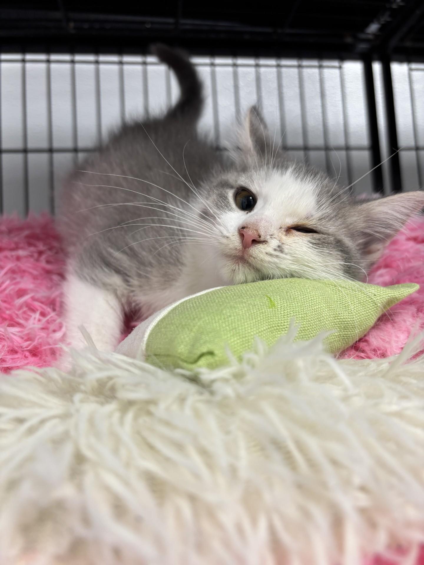 Panda, Adoptable, Kitten Female Domestic Medium Hair.