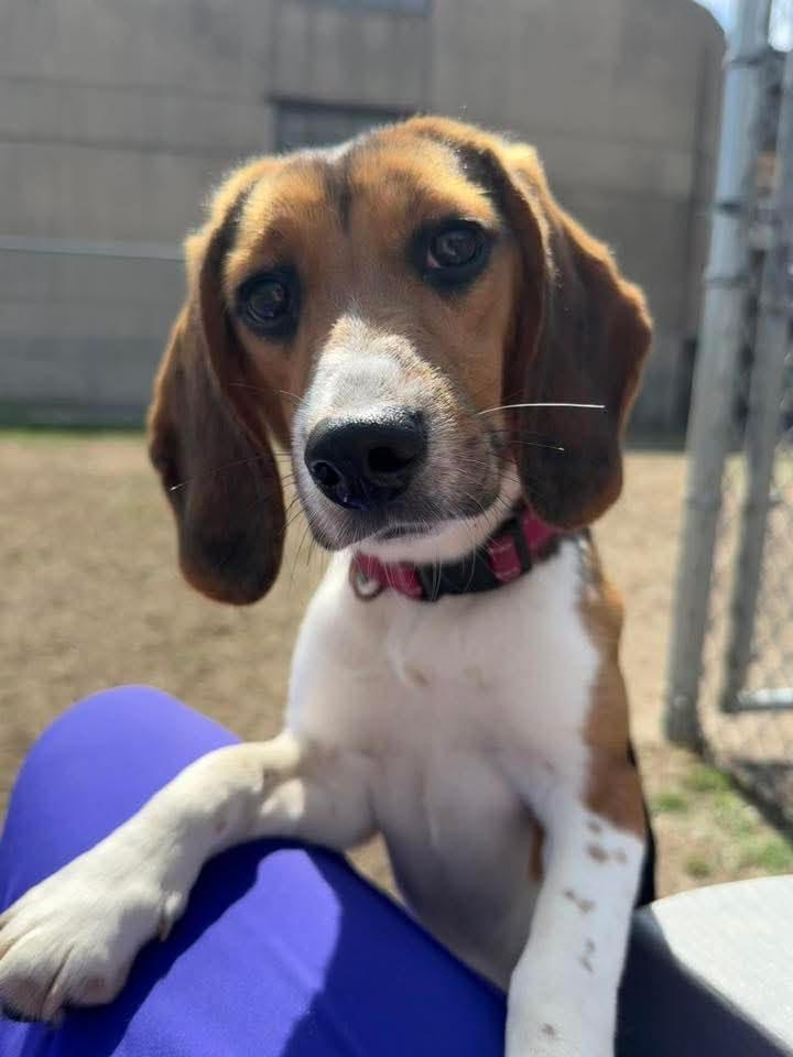 Pebbles, ADOPTABLE, Puppy Female Beagle.
