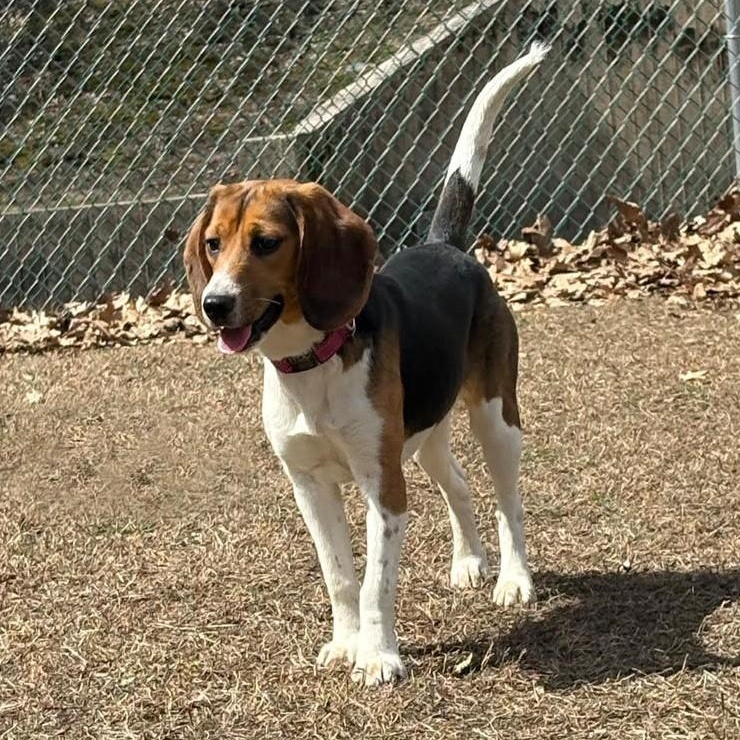 Enlarge Pebbles, a ADOPTABLE Beagle in Stoughton, MA image 2/3