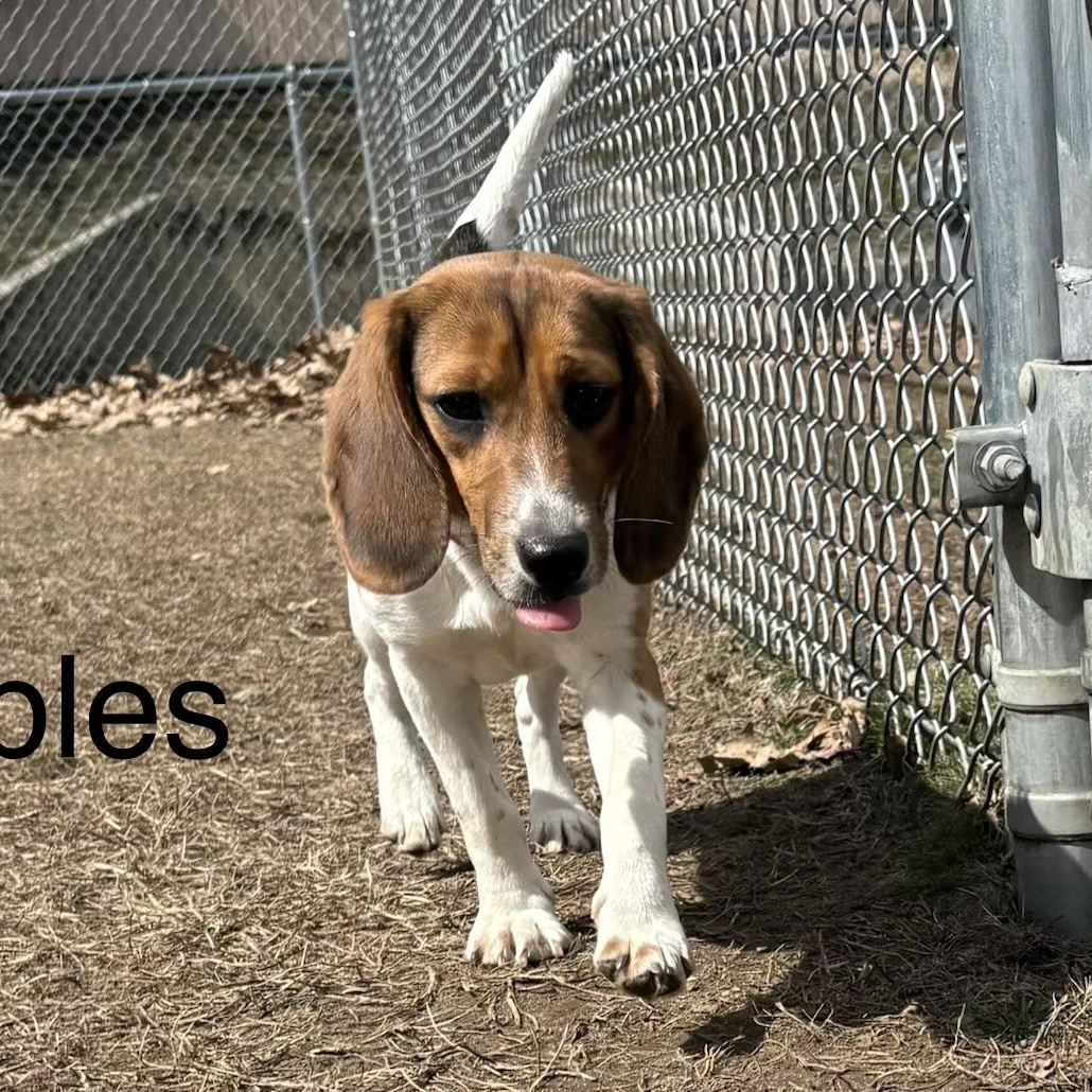 Enlarge Pebbles, a ADOPTABLE Beagle in Stoughton, MA image 3/3