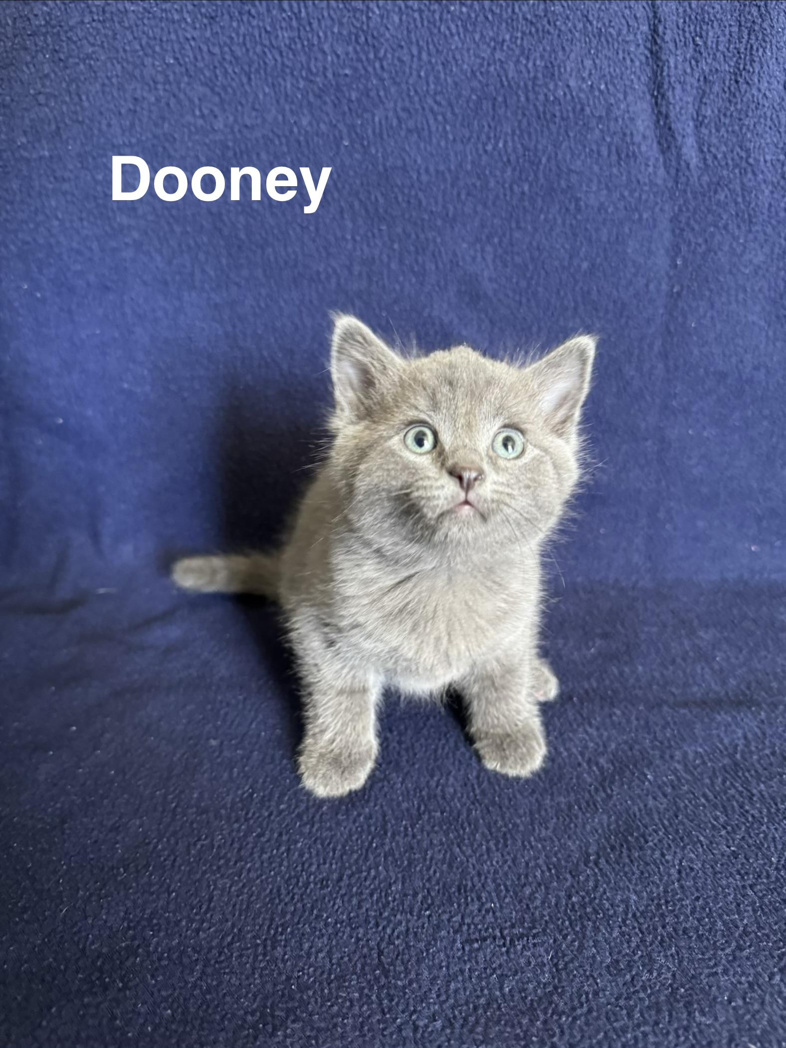 Dooney, adopted, Kitten Female Domestic Medium Hair.