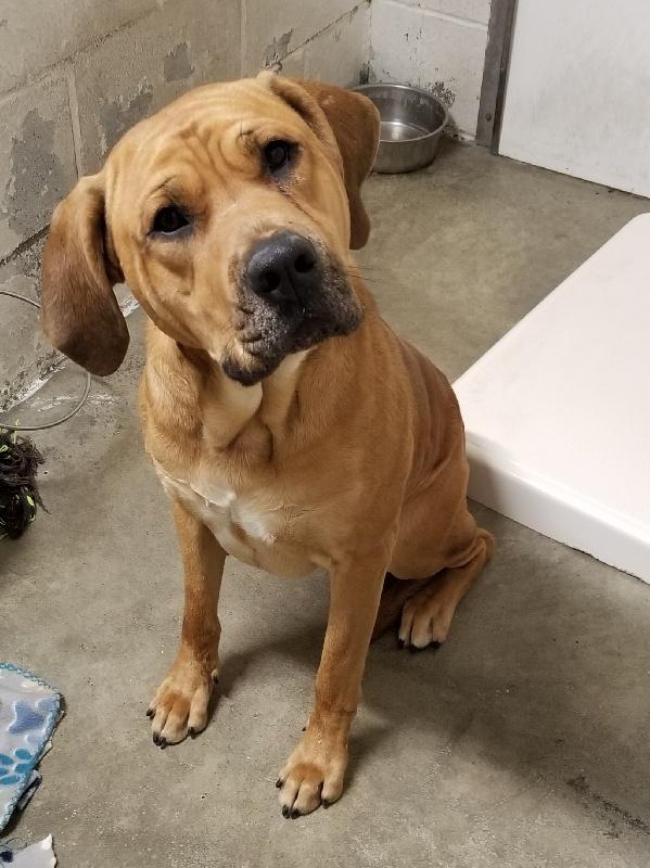 Jethro, ADOPTABLE, Adult Male Bloodhound.