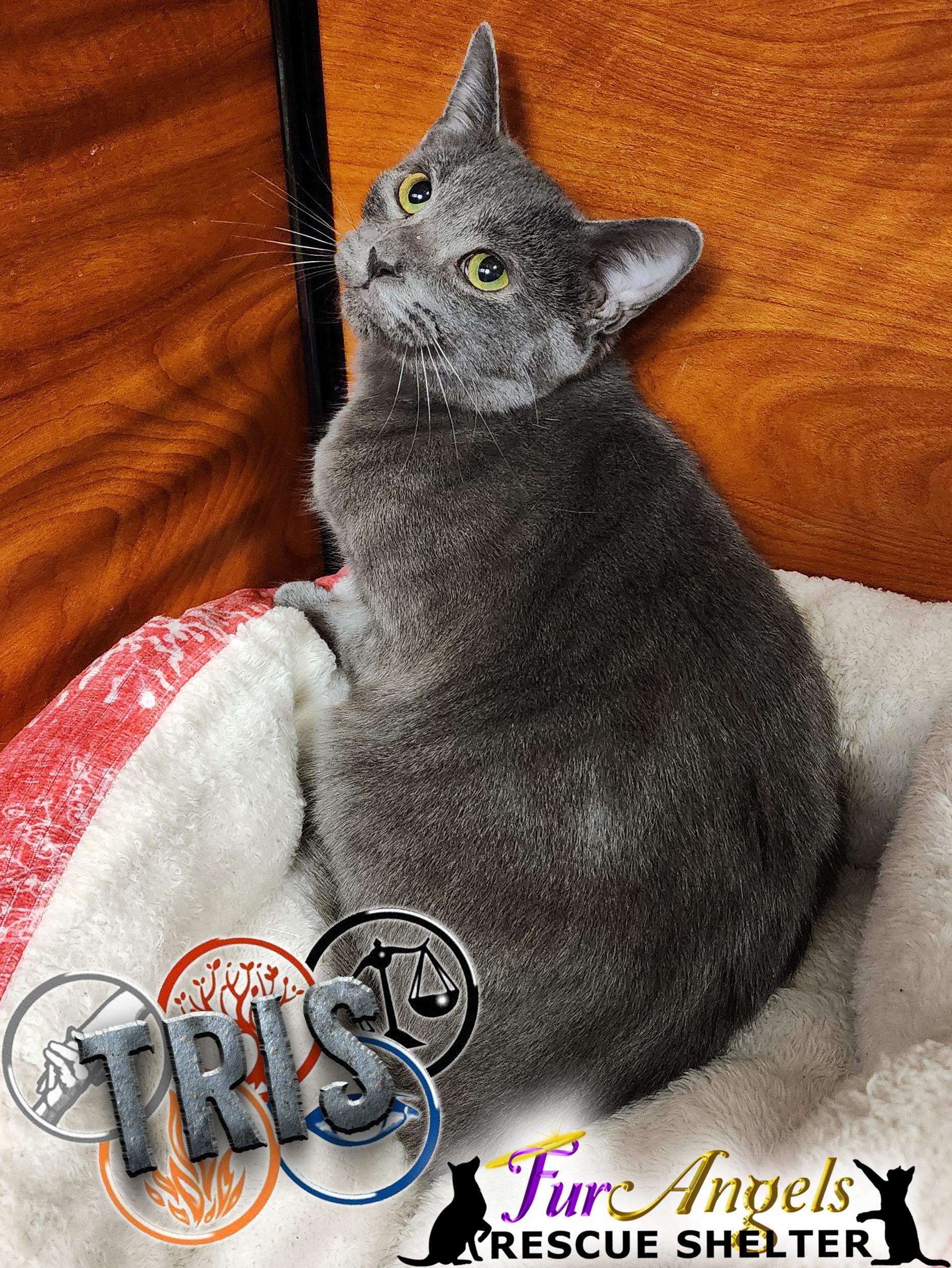 Enlarge Tris, a Adoptable Domestic Short Hair in Toledo, OH image 1/1