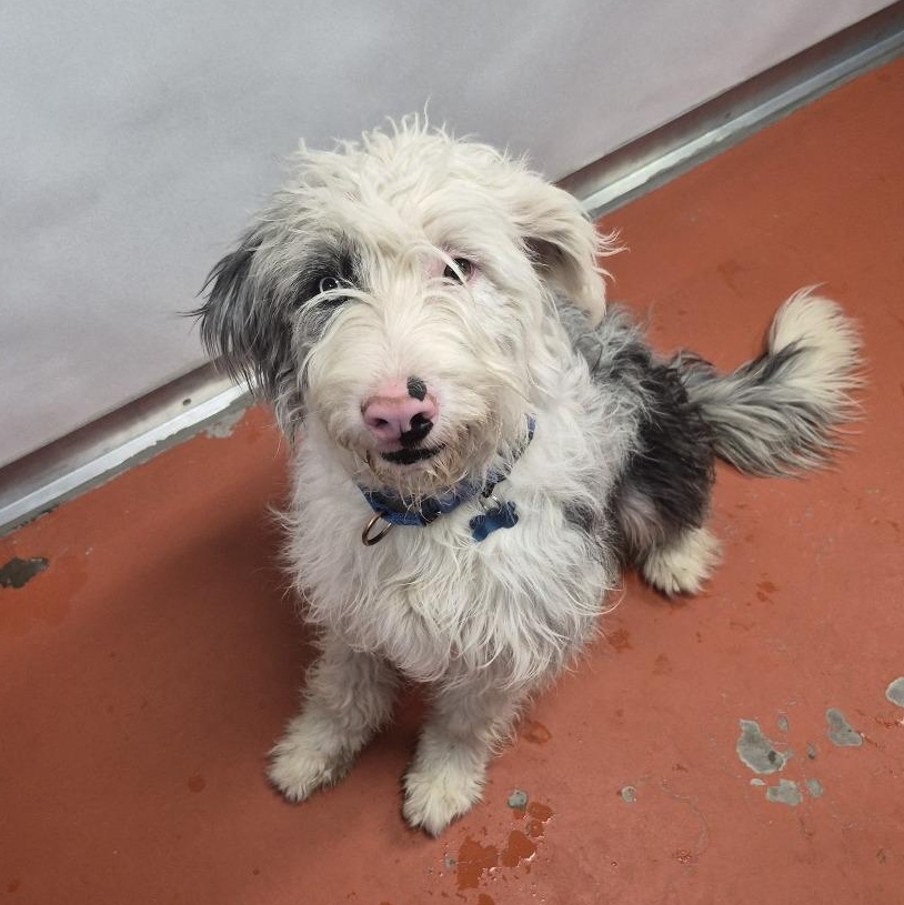 Enlarge Jules, an adopted mixed breed in Ridgway, CO image 1/3