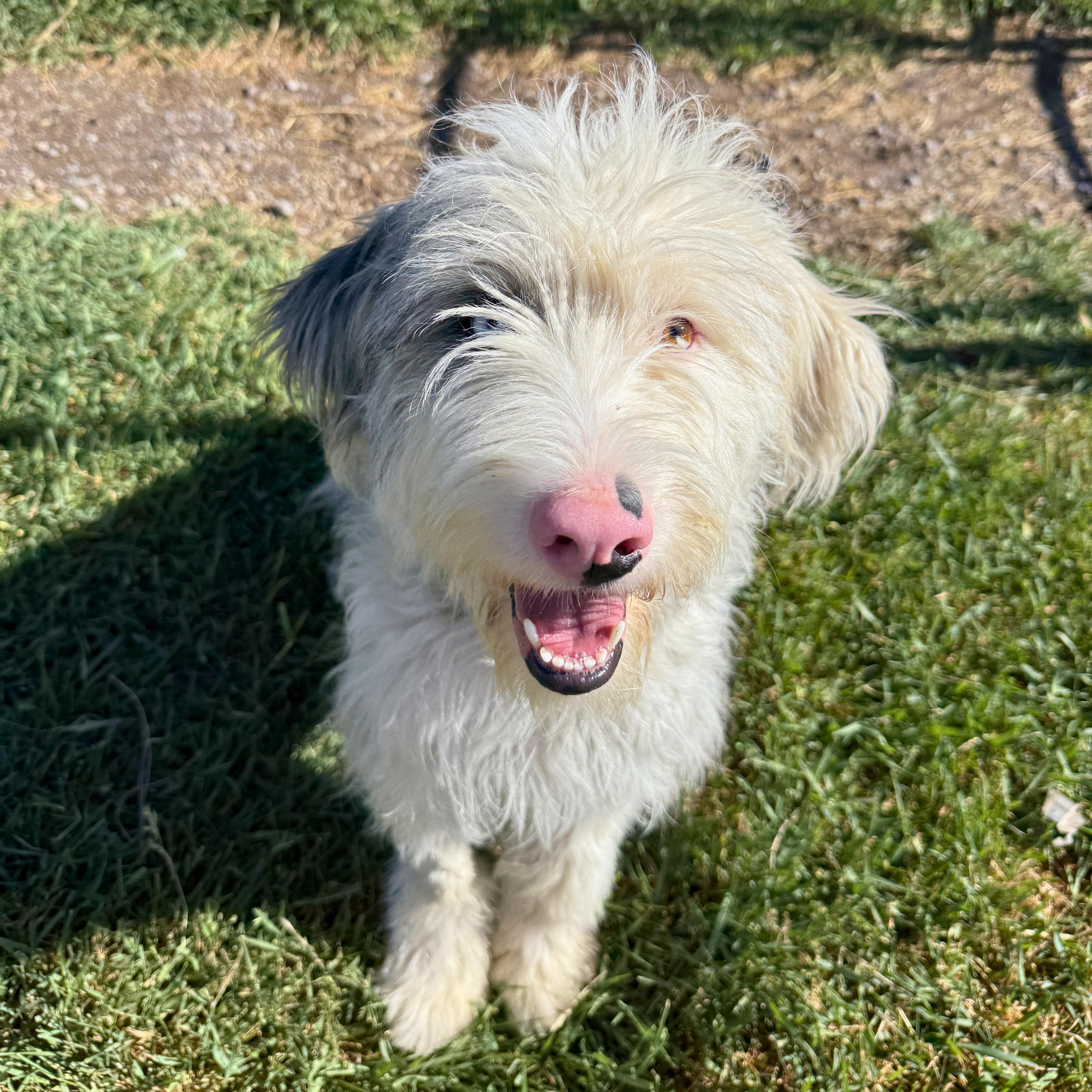 Tulip, an adoptable mixed breed in Ridgway, CO image 1/6