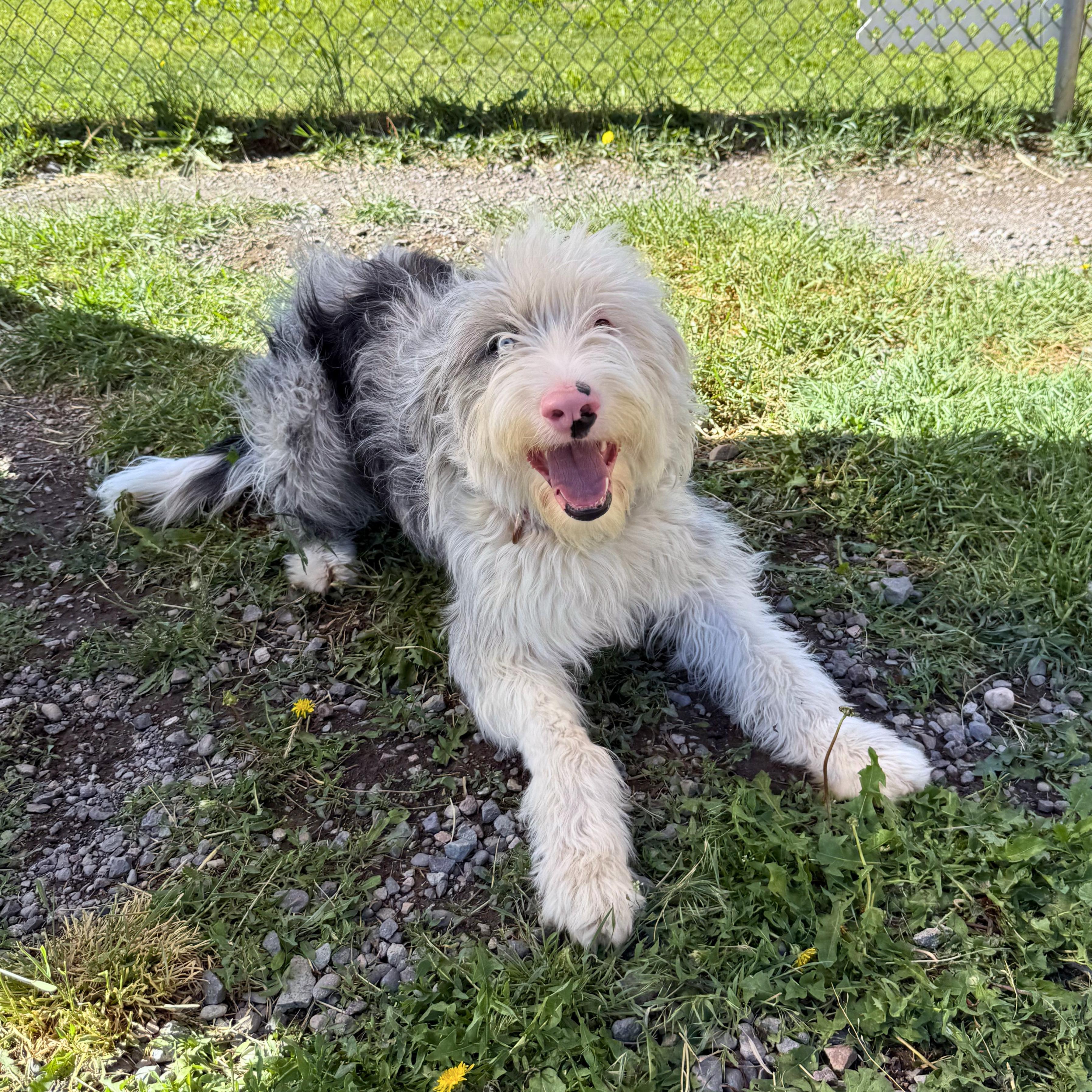 Tulip, an adoptable mixed breed in Ridgway, CO image 6/6