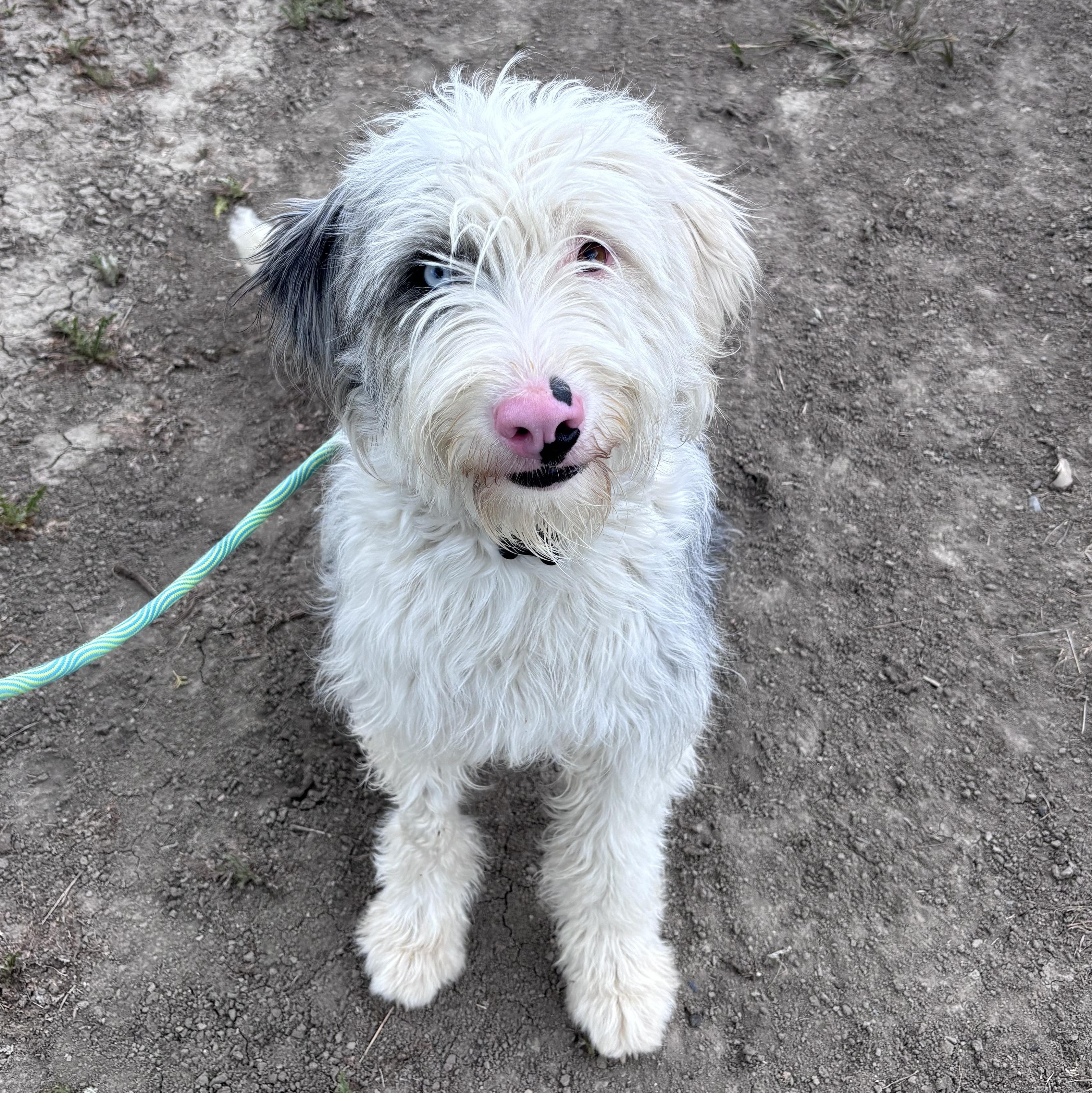 Enlarge Tulip, an adoptable mixed breed in Ridgway, CO image 1/5