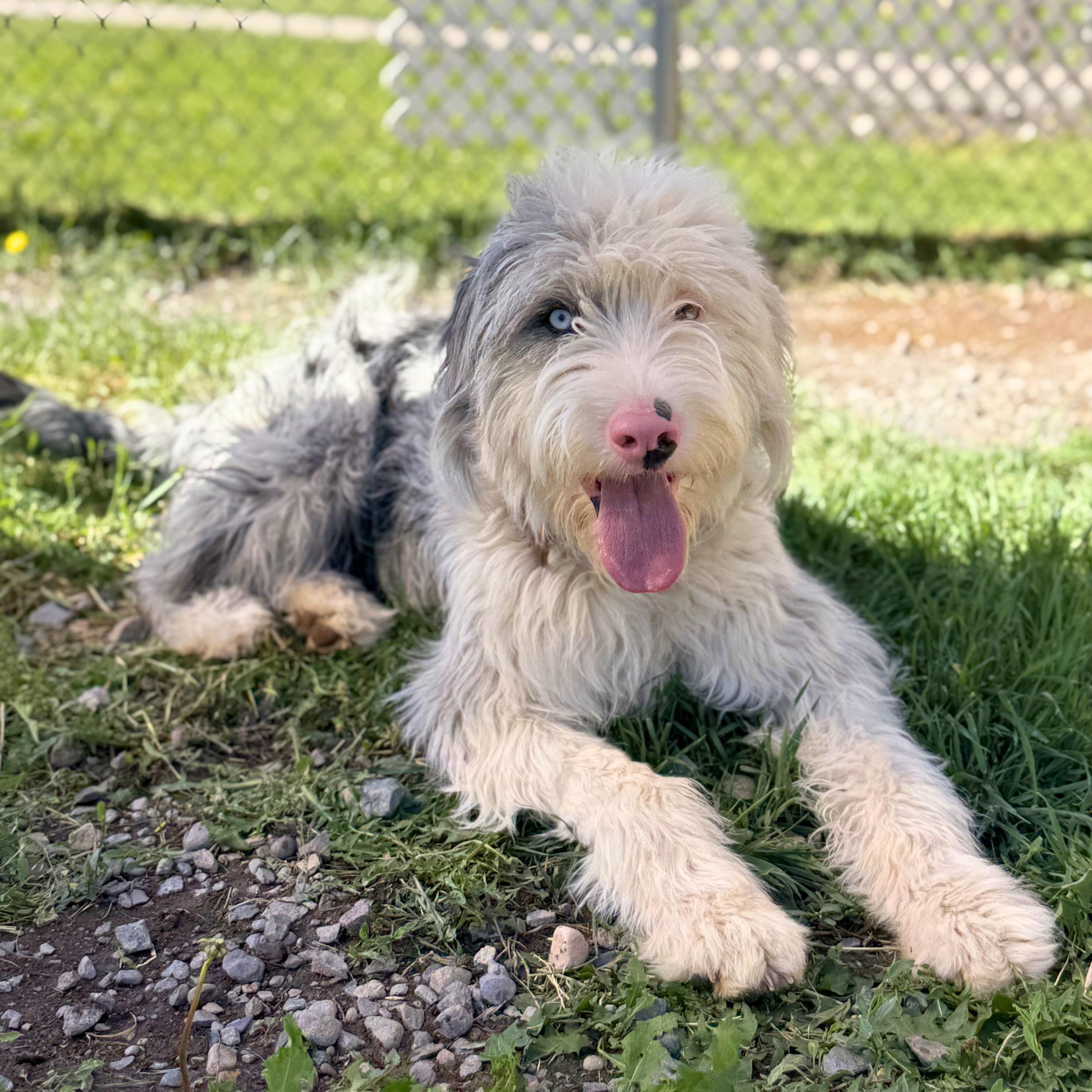 Tulip, an adoptable mixed breed in Ridgway, CO image 5/6