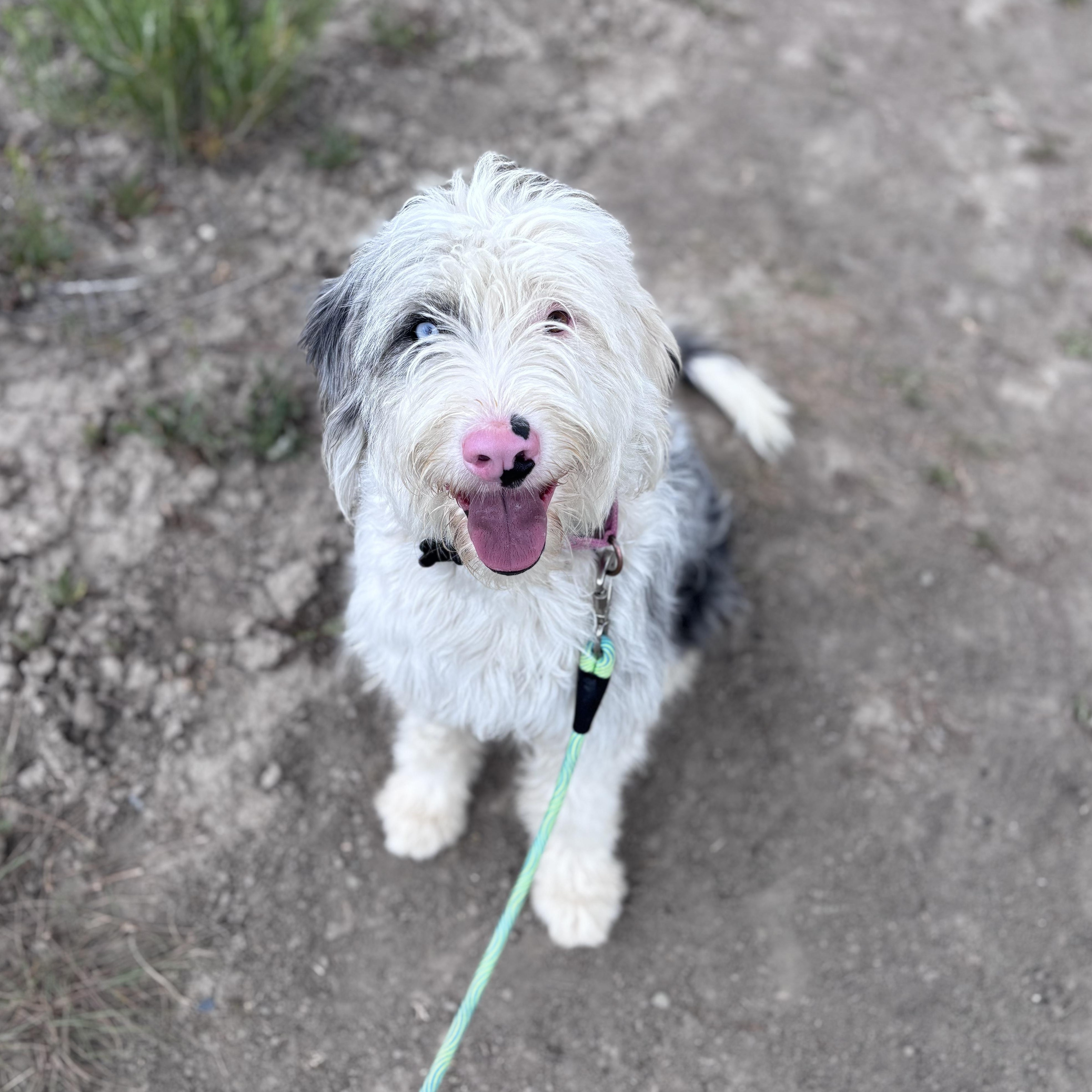 Enlarge Tulip, an adoptable mixed breed in Ridgway, CO image 2/5