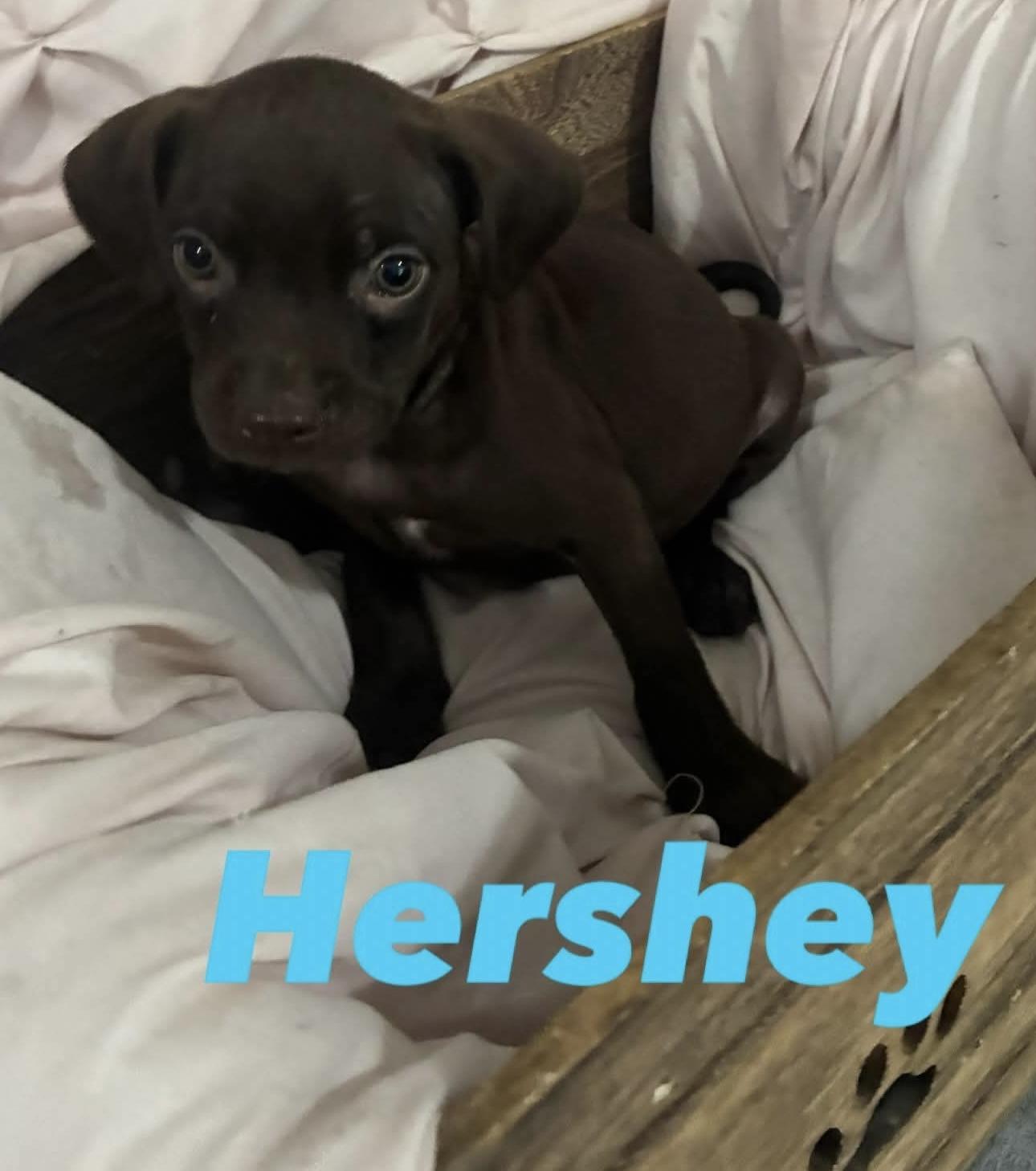 Hershey (As sweet as his name), a Adoptable mixed breed in Mt laurel Township, NJ image 4/4