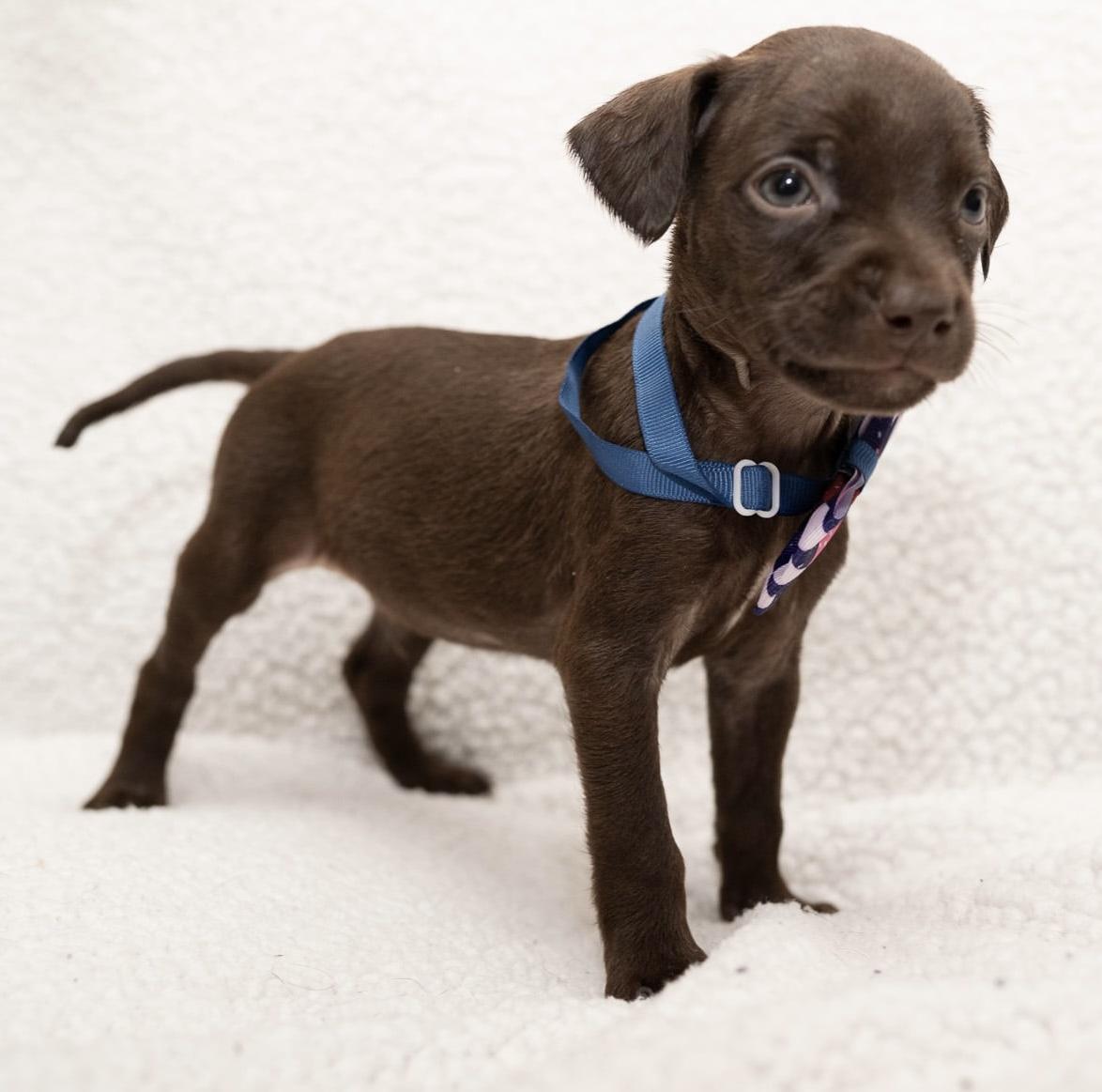 Hershey (As sweet as his name), a Adoptable mixed breed in Mt laurel Township, NJ image 2/4