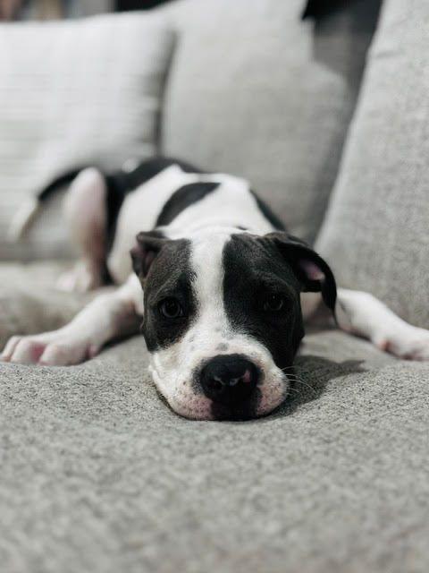 Enlarge Mazzy, a Adoptable Pit Bull Terrier in Los Angeles, CA image 2/6