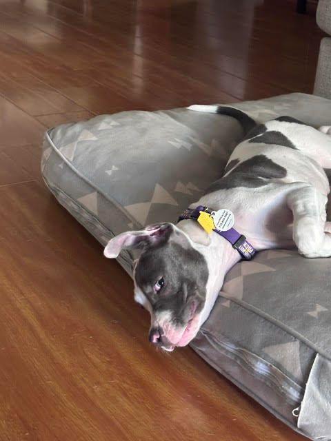 Enlarge Mazzy, a Adoptable Pit Bull Terrier in Los Angeles, CA image 4/6