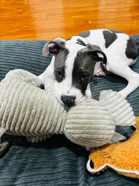 Enlarge Mazzy, a Adoptable Pit Bull Terrier in Los Angeles, CA image 3/6