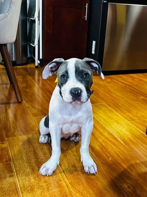 Mazzy, Adoptable, Puppy Female Pit Bull Terrier.