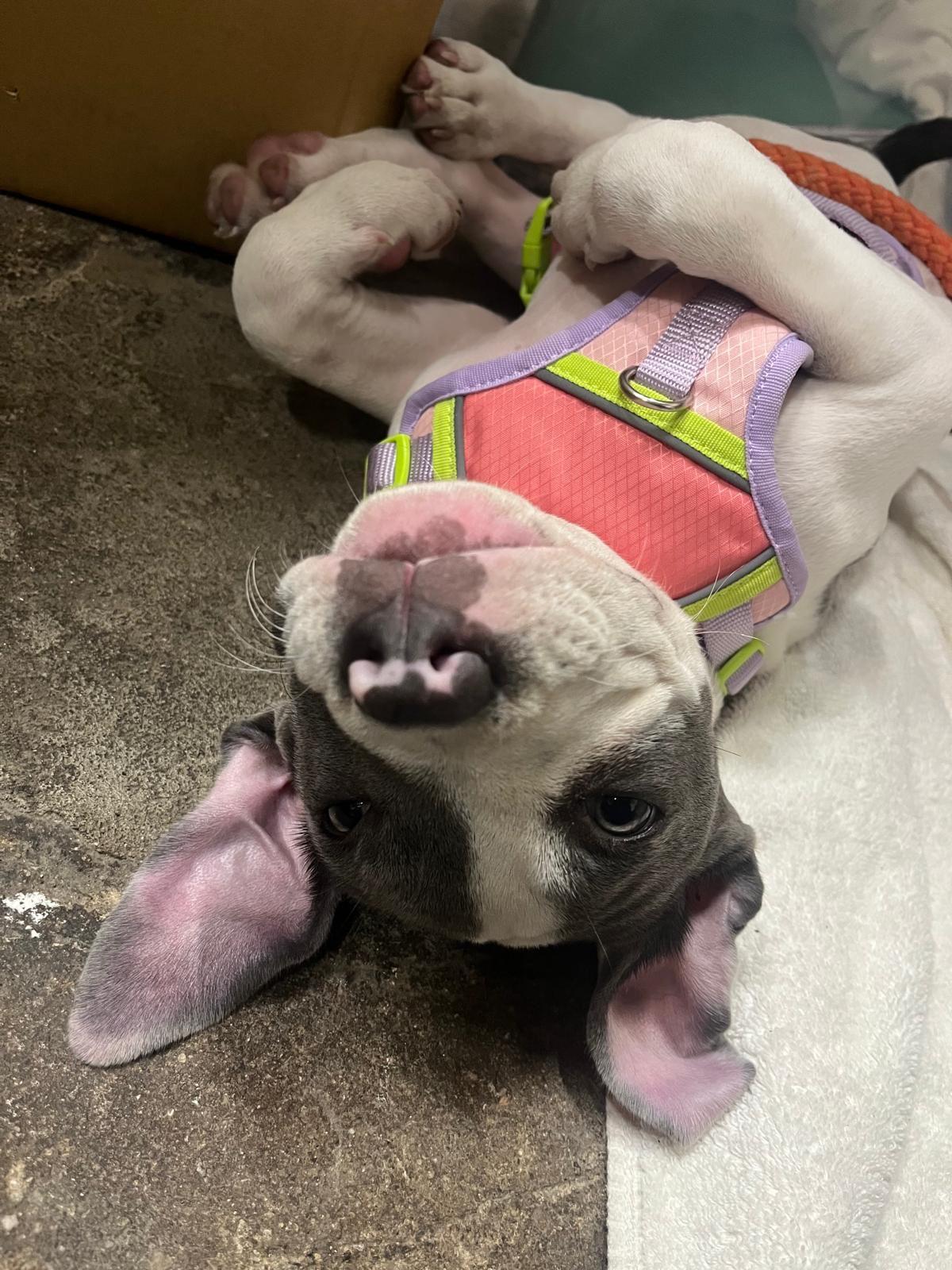 Enlarge Mazzy, a Adoptable Pit Bull Terrier in Los Angeles, CA image 5/6