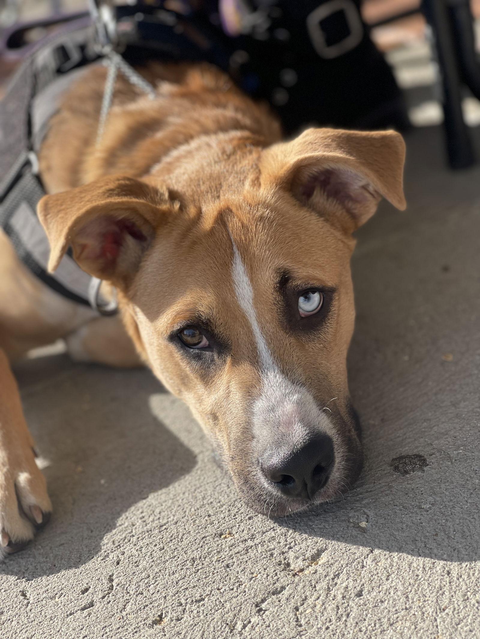 Rocky, Adopted, Young Male Boxer & Husky.