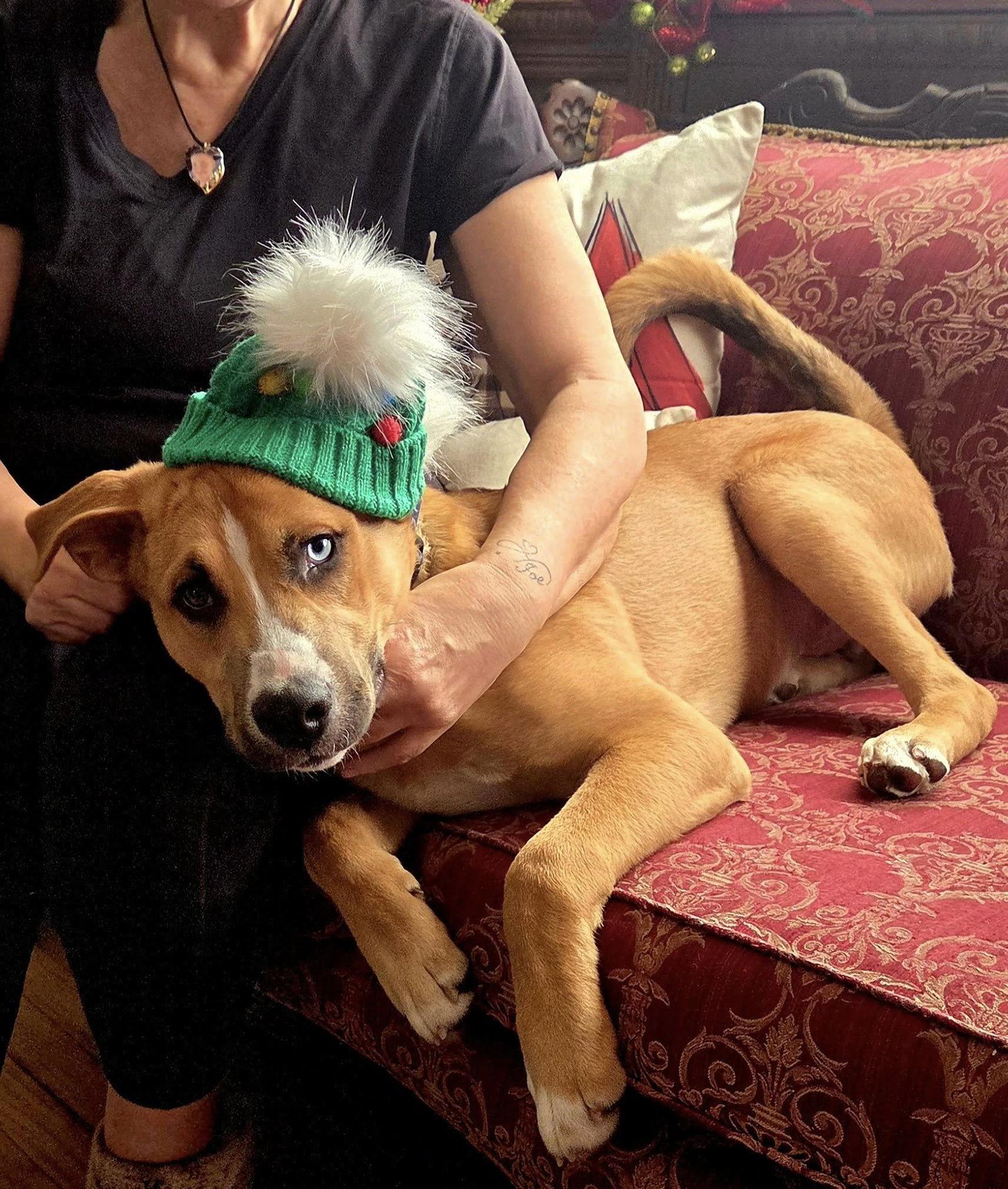 Enlarge Rocky, a Adopted mixed breed in Blackwood, NJ image 2/3