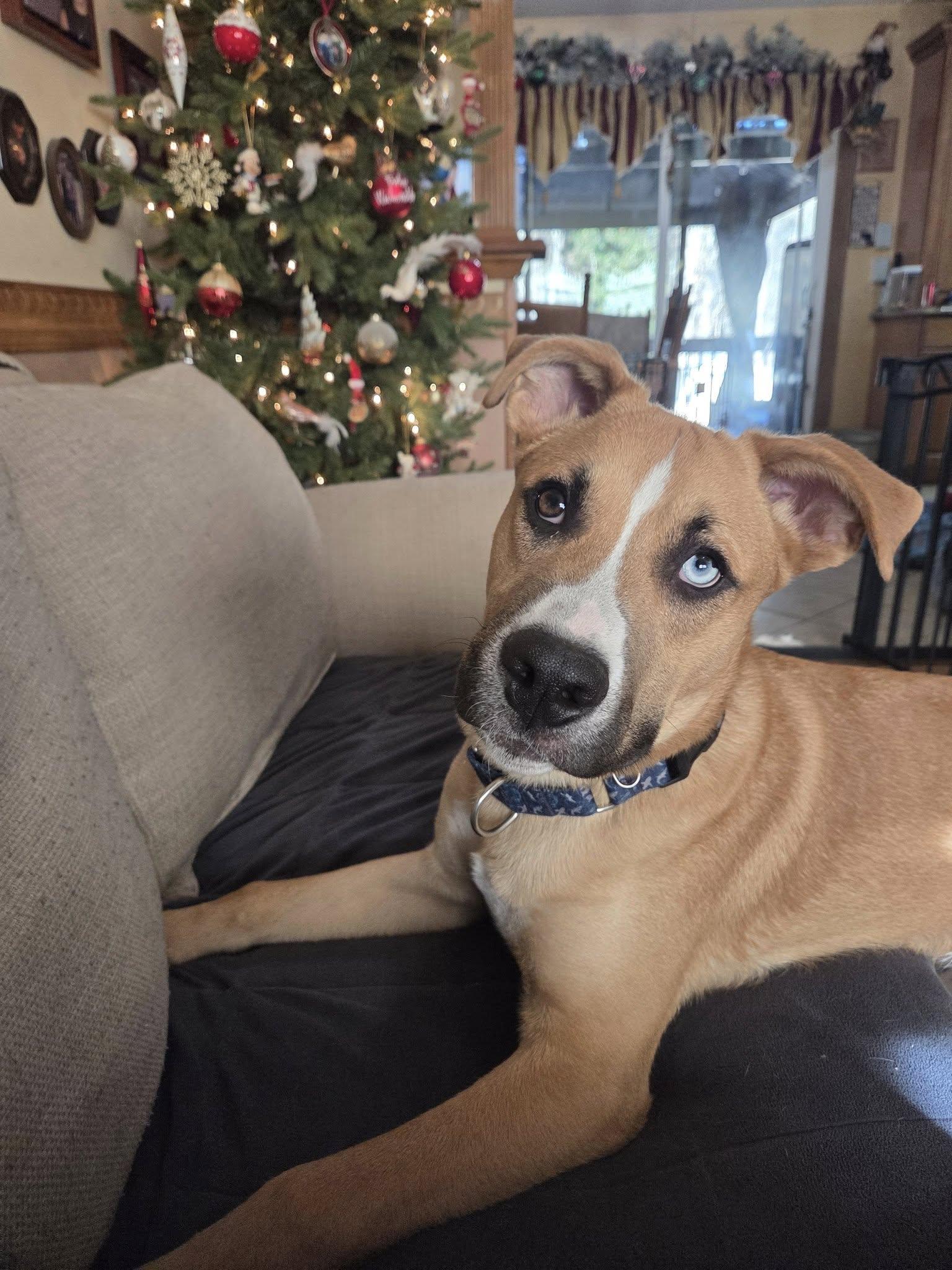 Enlarge Rocky, a Adopted mixed breed in Blackwood, NJ image 3/3