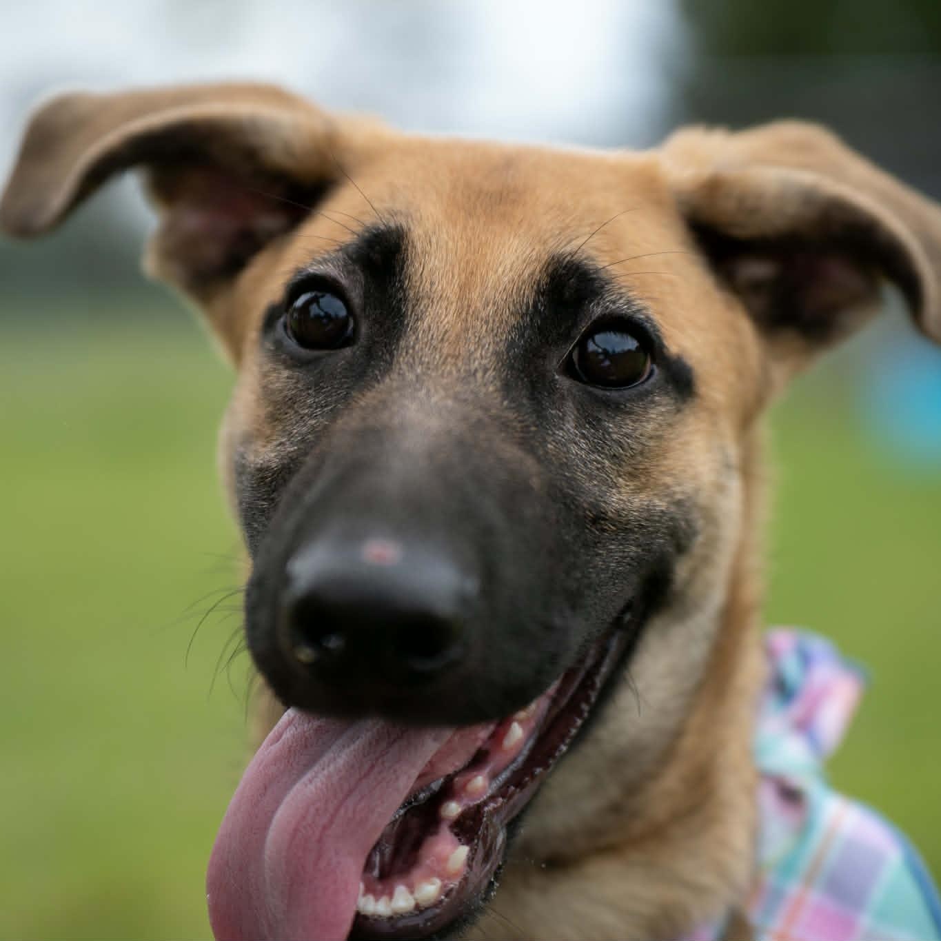 Enlarge Grizzly, an adopted Mixed Breed in Myrtle Beach, SC image 4/4