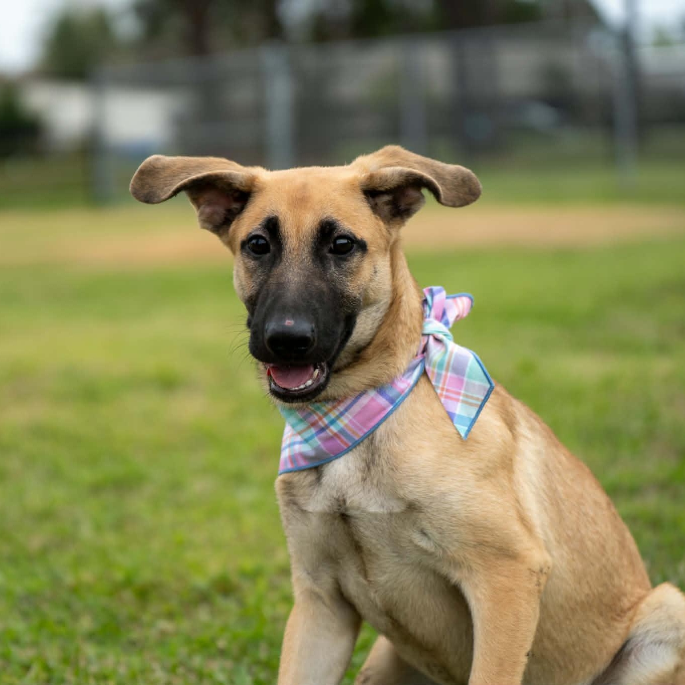 Grizzly, adopted, Young Male Mixed Breed.