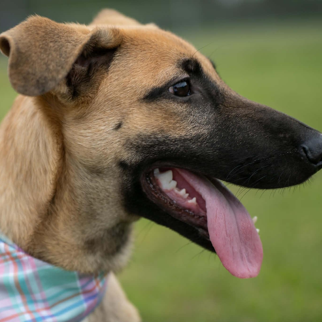 Enlarge Grizzly, an adopted Mixed Breed in Myrtle Beach, SC image 3/4