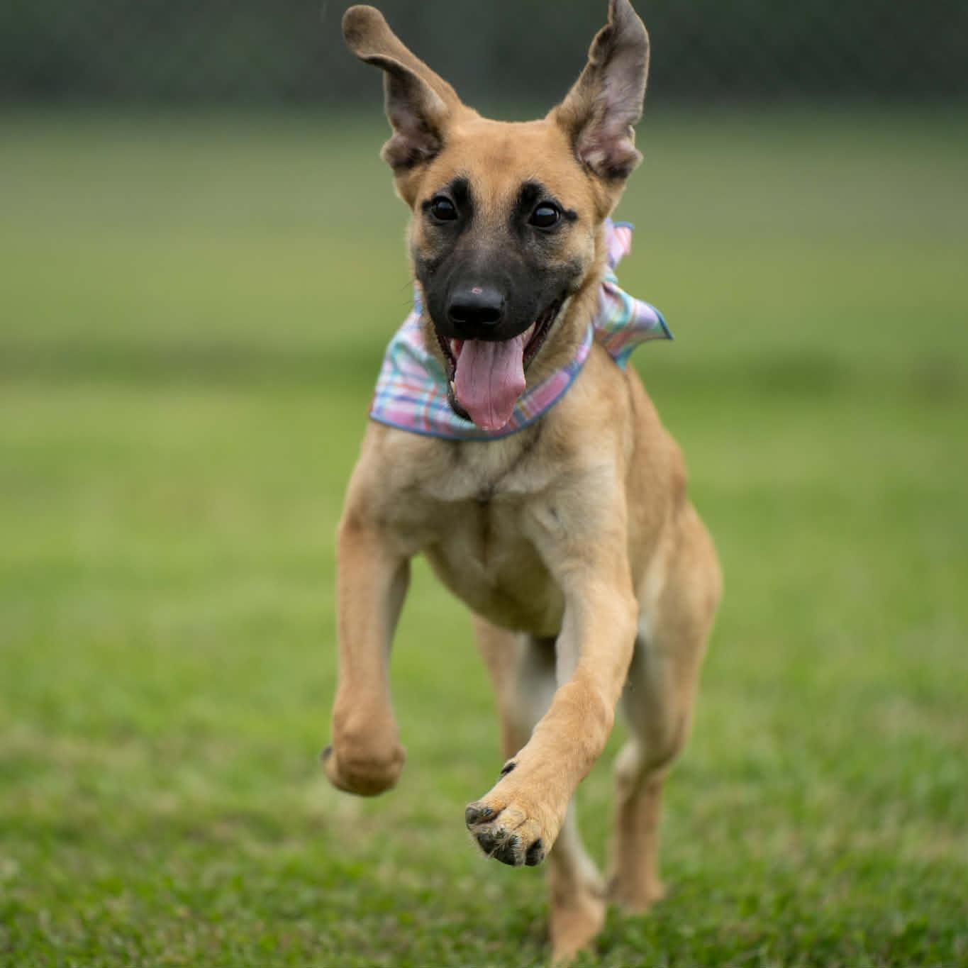 Enlarge Grizzly, an adopted Mixed Breed in Myrtle Beach, SC image 2/4