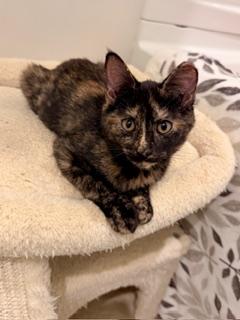 Enlarge Autumn, a Adoptable mixed breed in Waxhaw, NC image 1/3