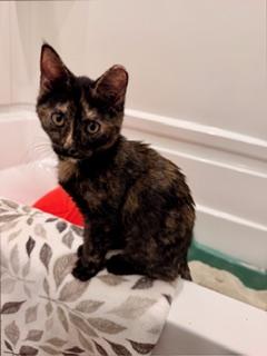 Enlarge Autumn, a Adoptable mixed breed in Waxhaw, NC image 2/3
