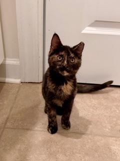 Enlarge Autumn, a Adoptable mixed breed in Waxhaw, NC image 3/3