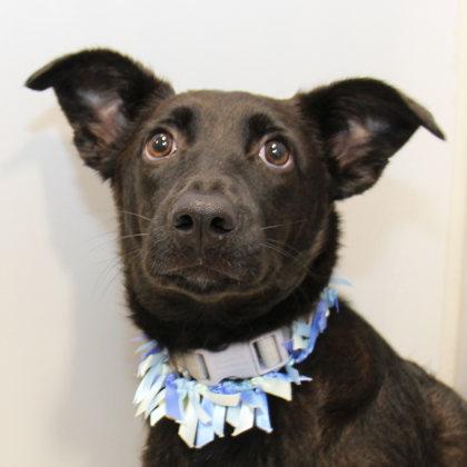 Enlarge Barky McCarols, a Adoptable mixed breed in Lansing, MI image 1/1