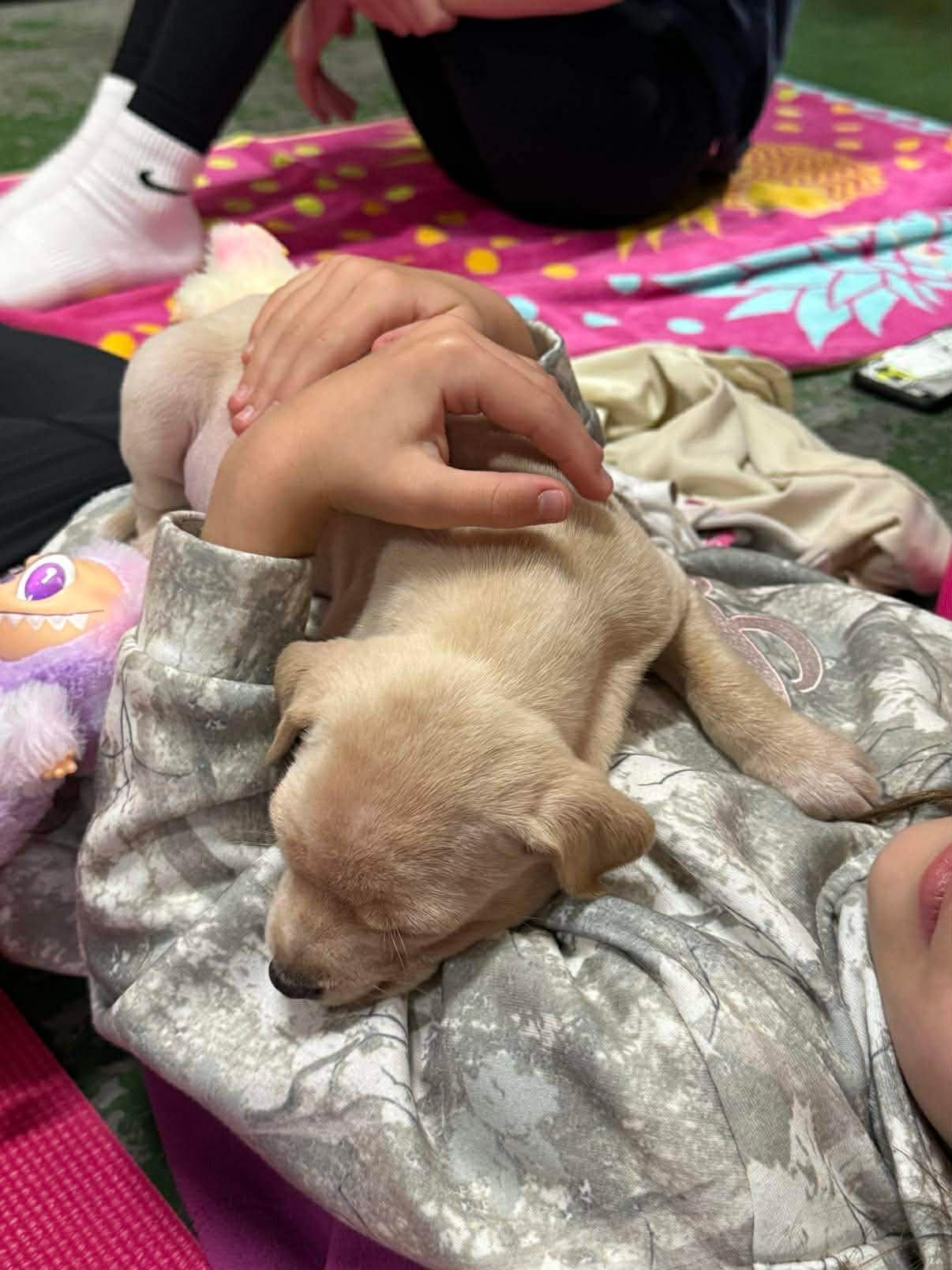 Honey, ADOPTABLE, Puppy Female Mixed Breed.