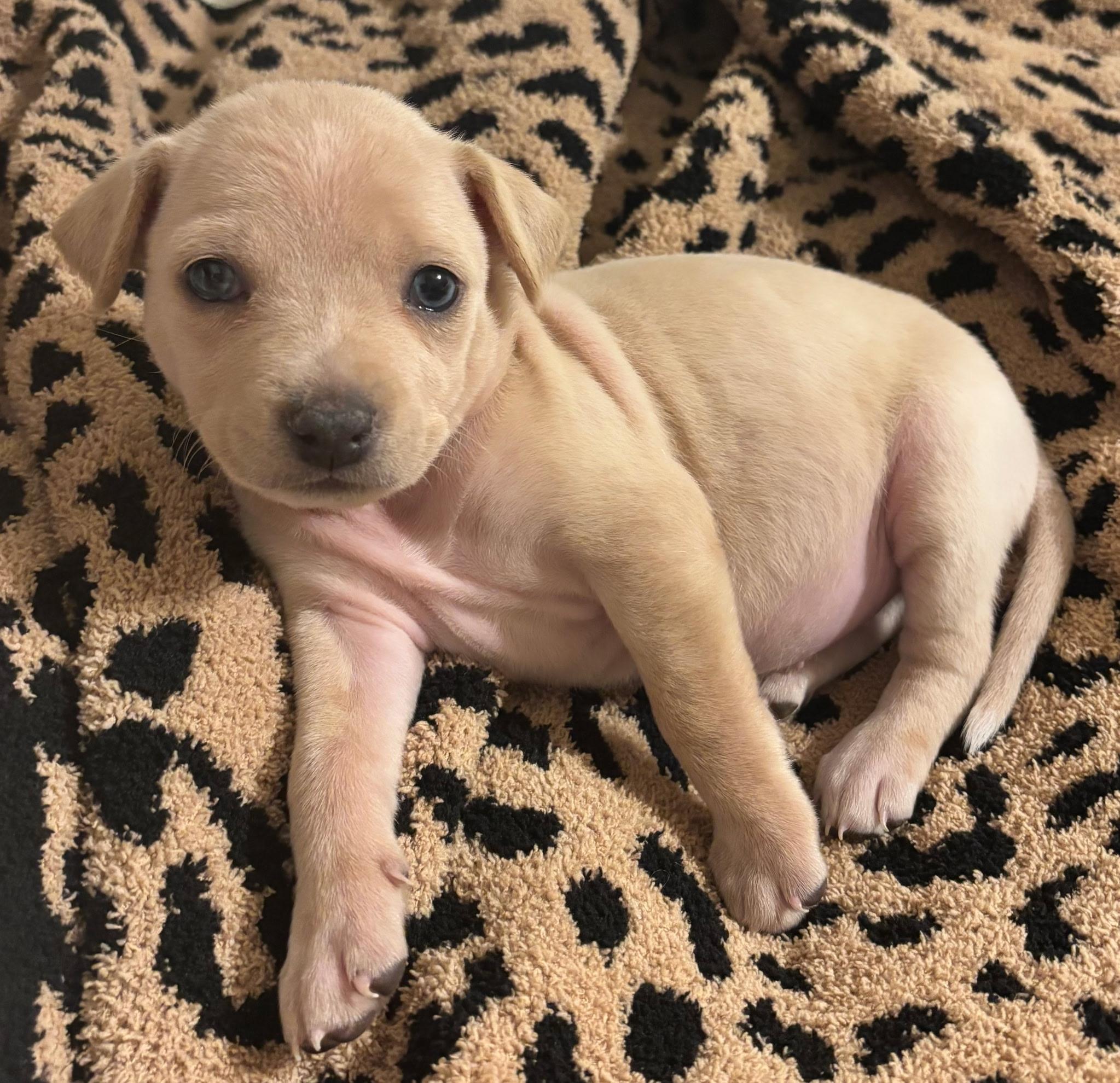 Honey, ADOPTABLE, Puppy Female Mixed Breed.