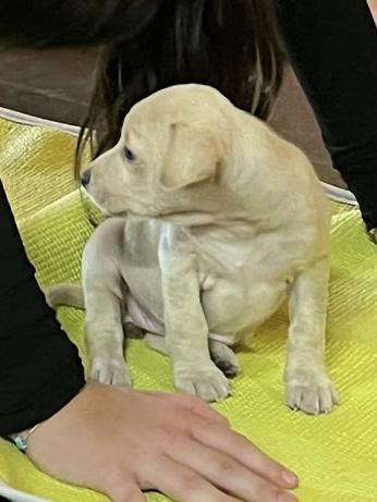 Enlarge Honey, a ADOPTABLE mixed breed in Spring hill, TN image 4/6