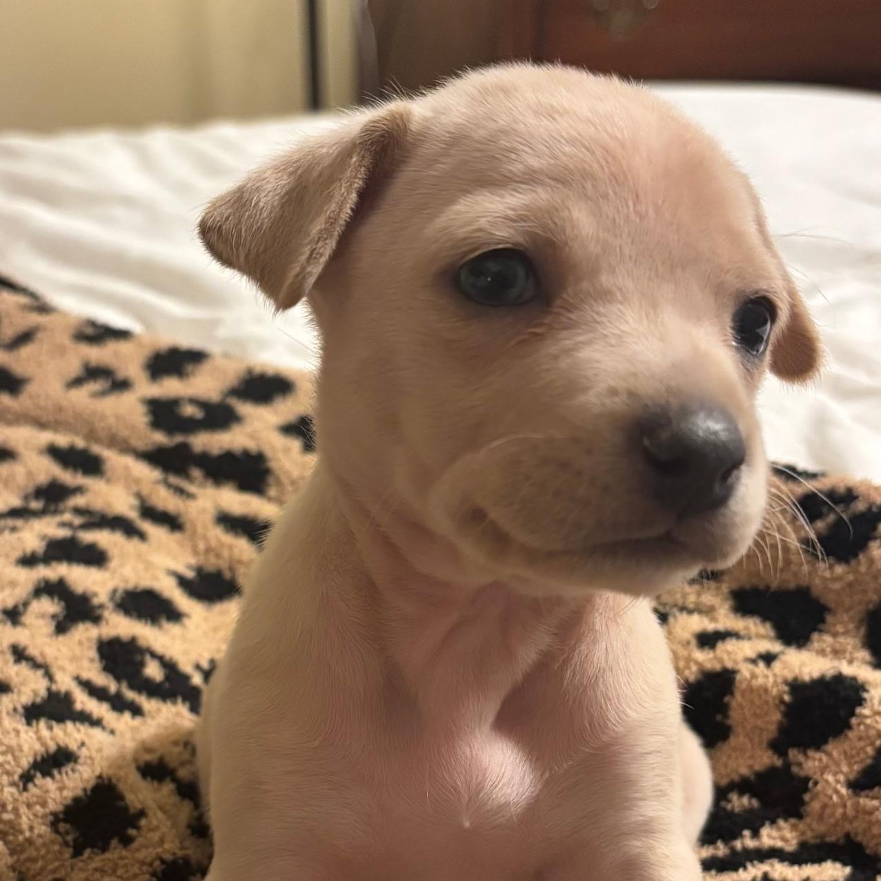 Enlarge Honey, a ADOPTABLE mixed breed in Spring hill, TN image 2/6