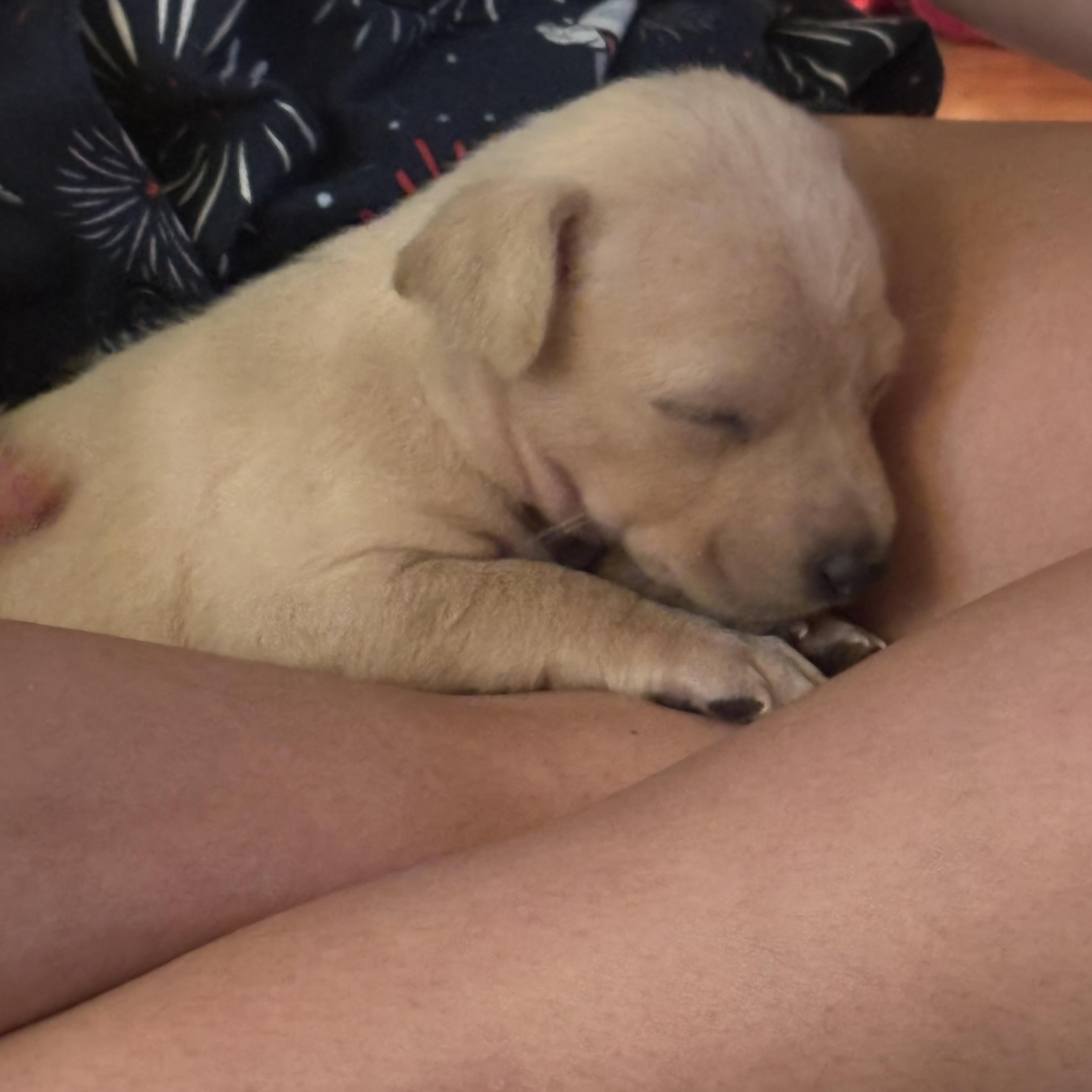 Enlarge Honey, a ADOPTABLE mixed breed in Spring hill, TN image 6/6