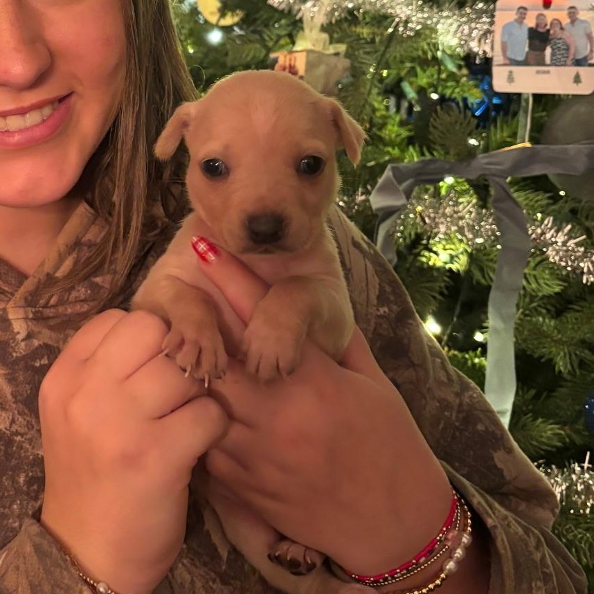 Enlarge Honey, a ADOPTABLE mixed breed in Spring hill, TN image 5/6