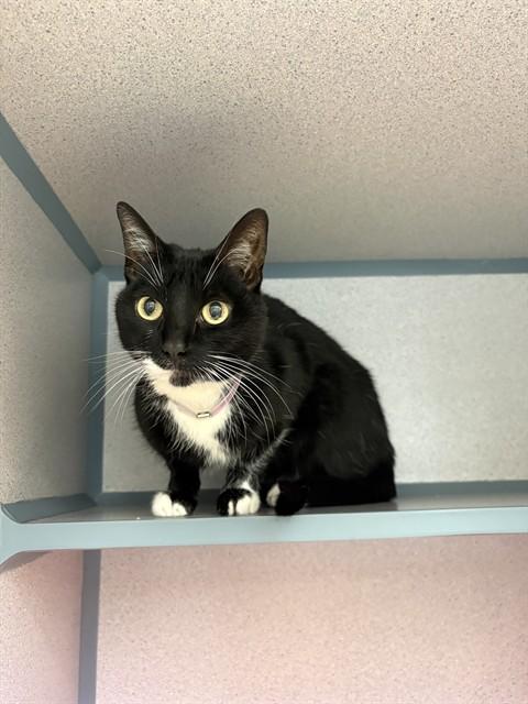 Enlarge KITTY, a Adoptable Domestic Short Hair in Castaic, CA image 1/1