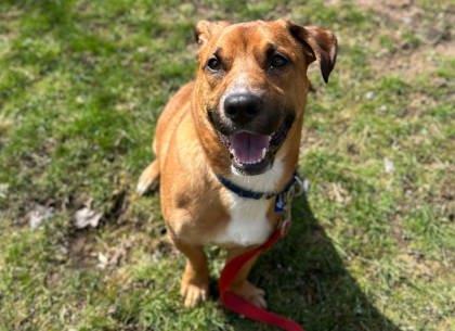 Enlarge Scooter, a Adoptable mixed breed in Shohola, PA image 1/4